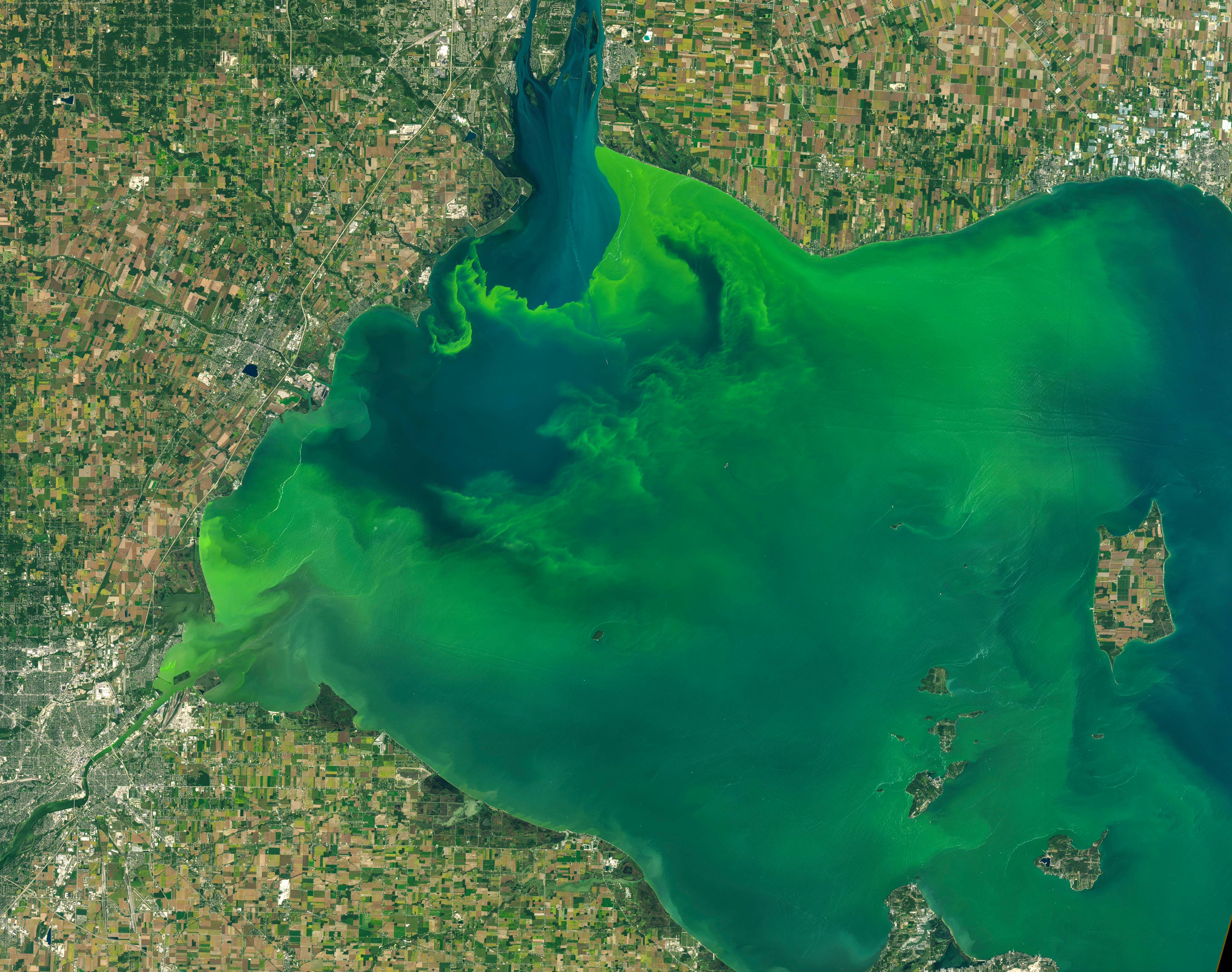 An aerial view of a bright green harmful algal bloom in the western Lake Erie basin. 