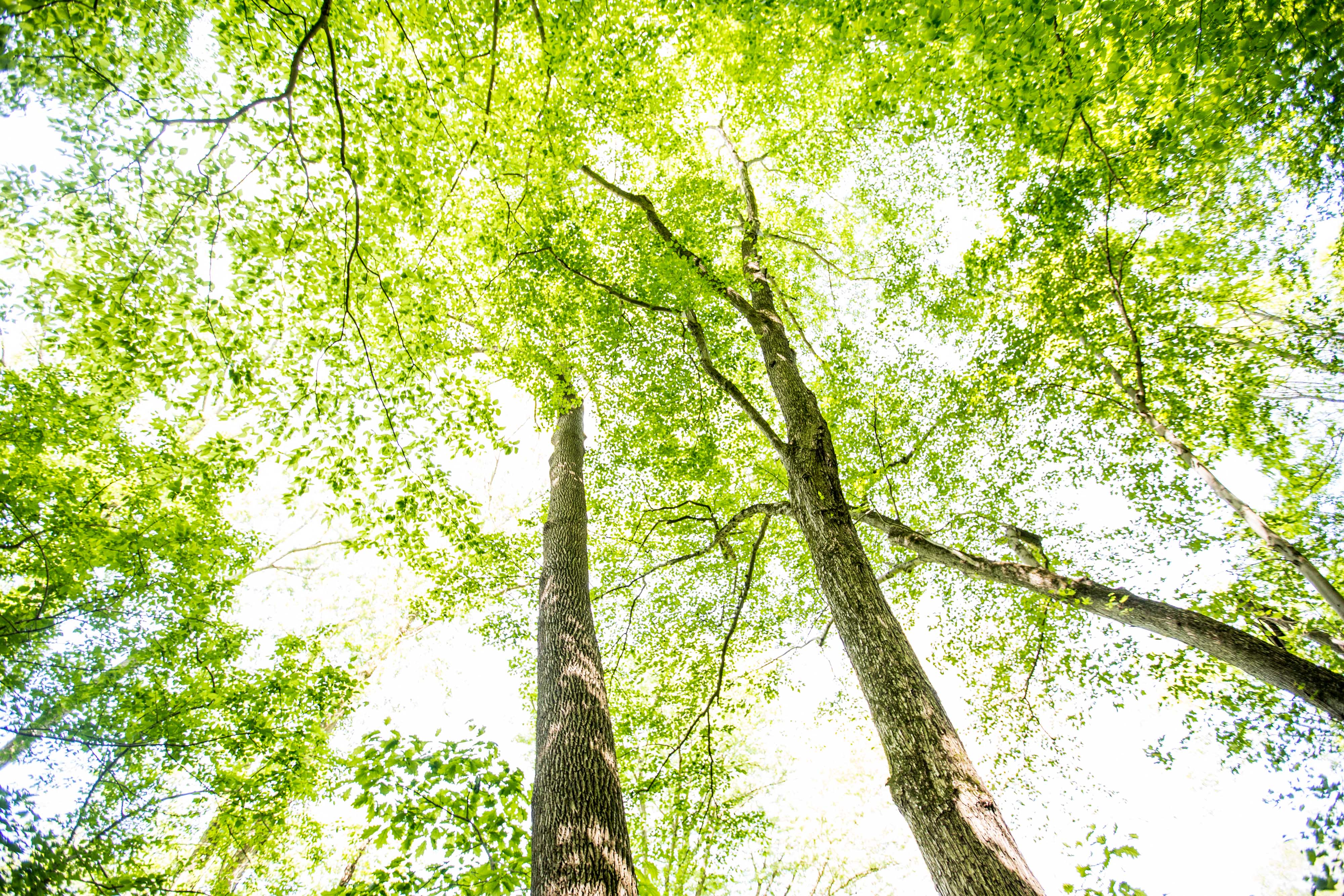 Looking up from the ground through a tree canopy of spring green leaves. 