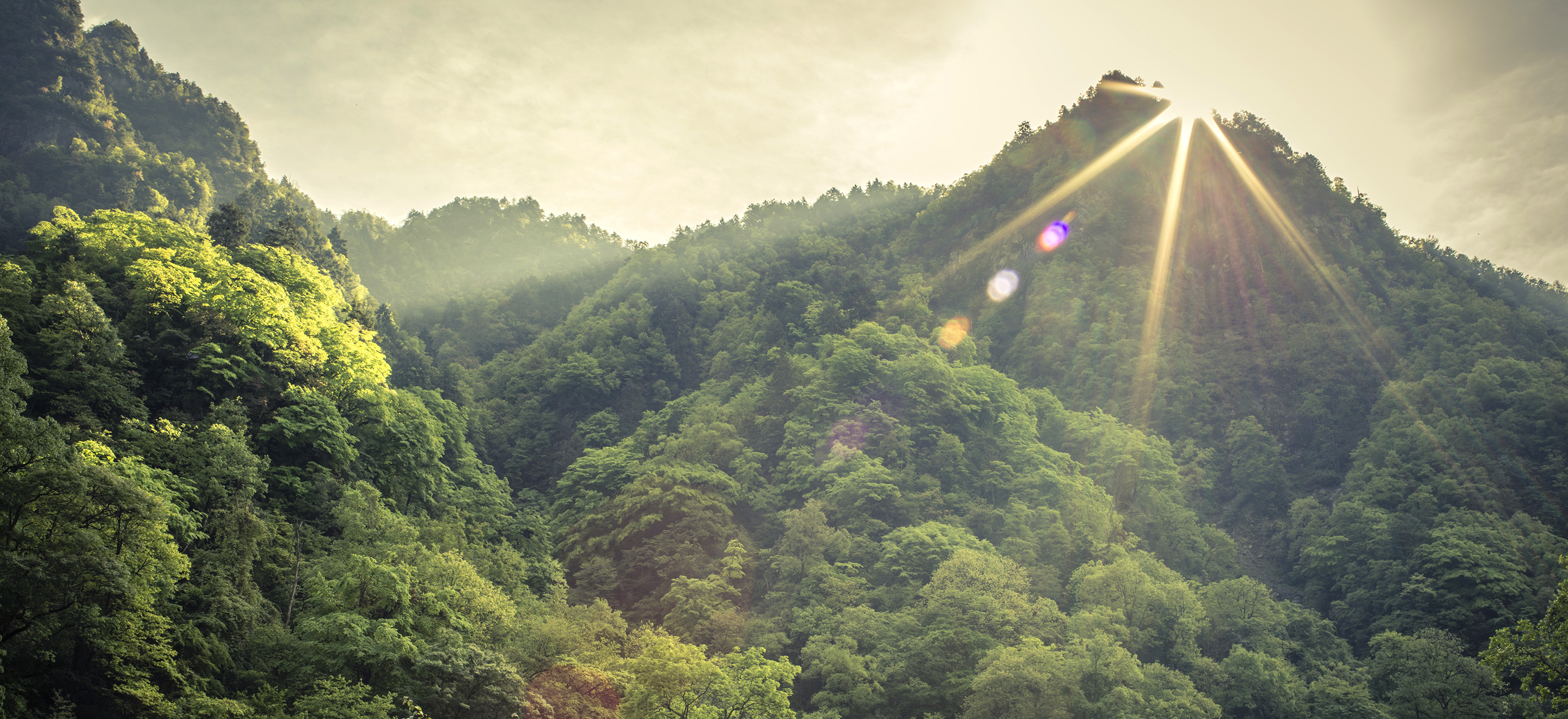 an aerial view of a dense, green forest.