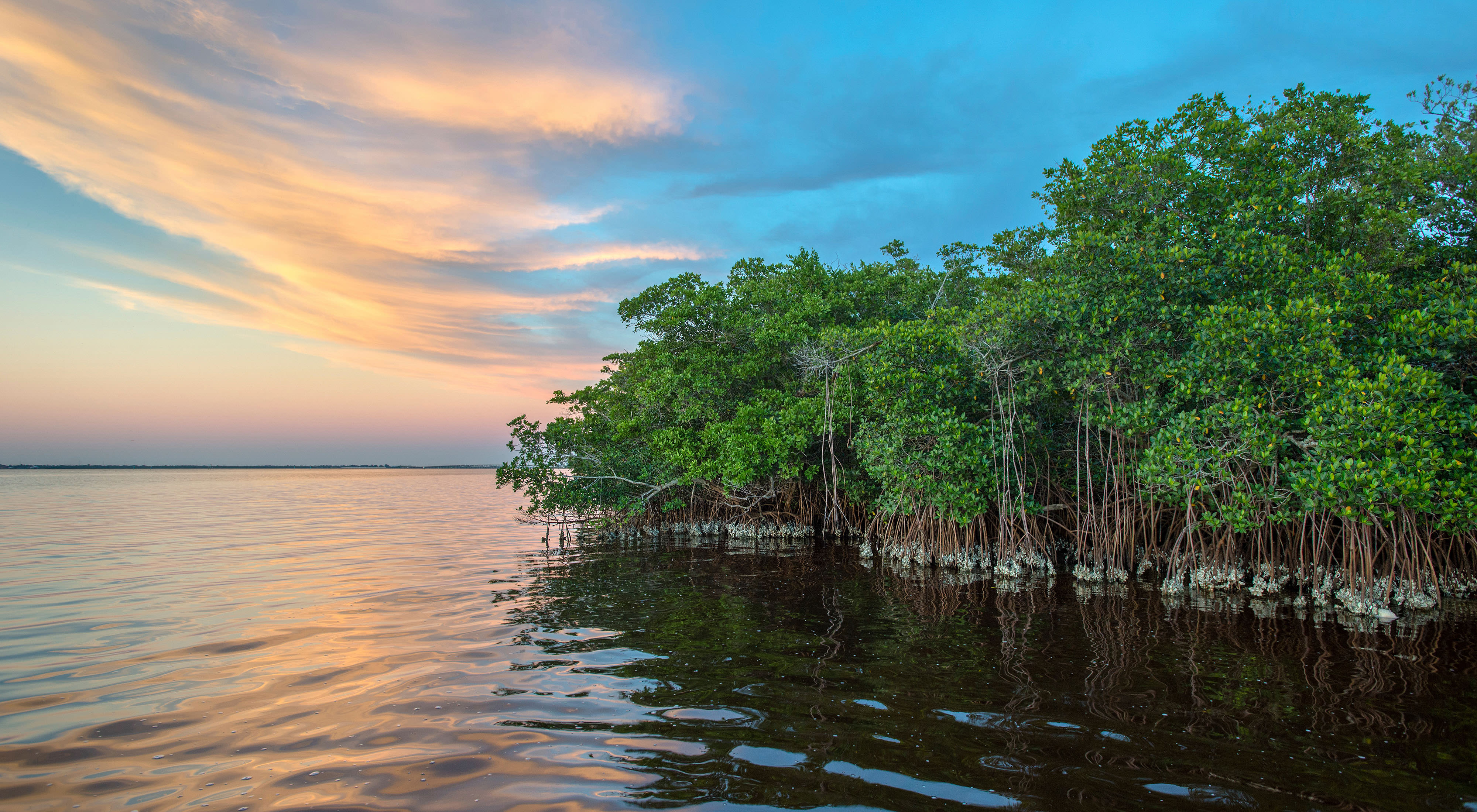 Coastal mangrove forests serve as a breeding gound for sea life and a natural barrier against storms and sea level rise erosion. © Ralph Pace