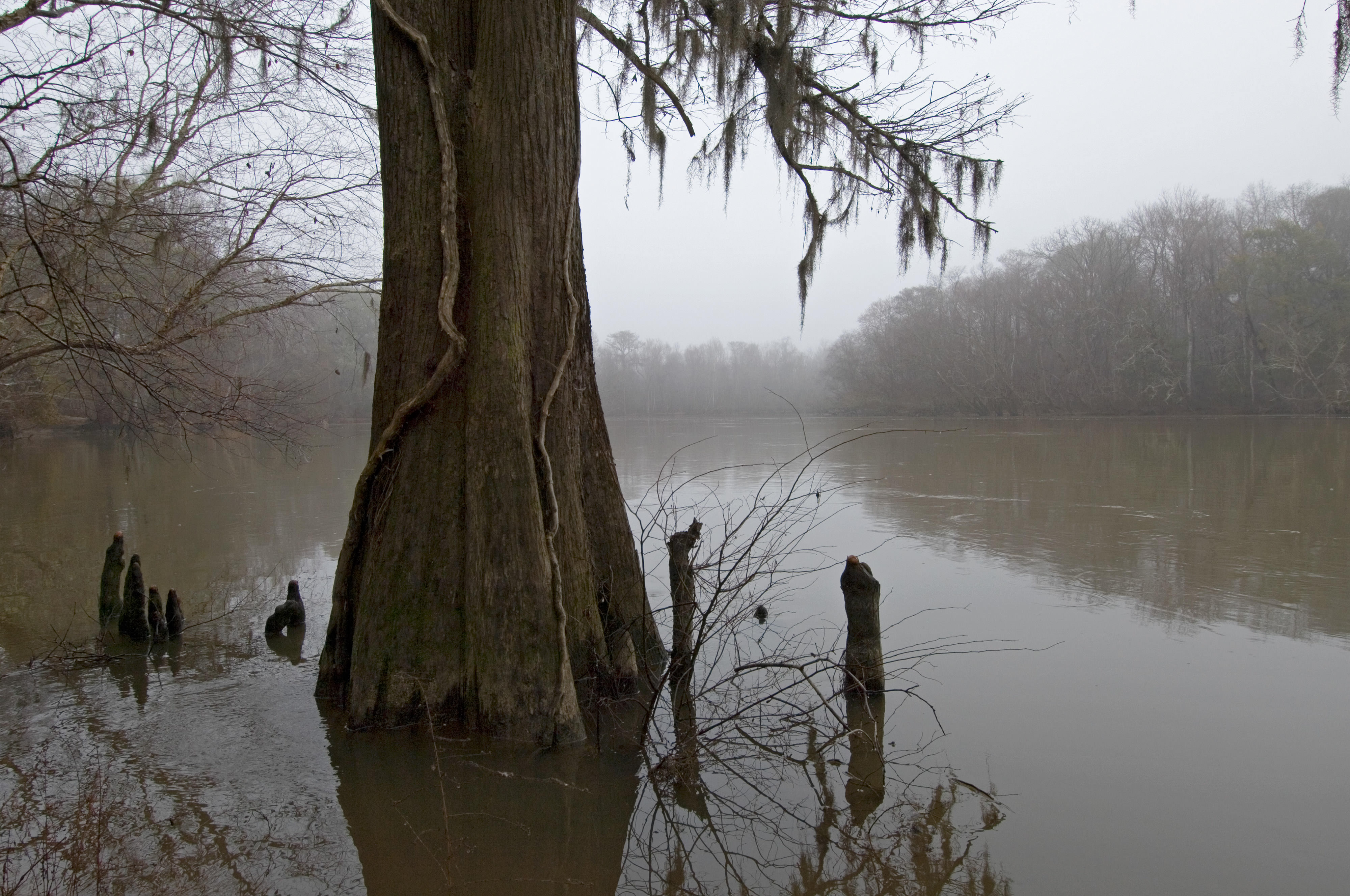 wetland