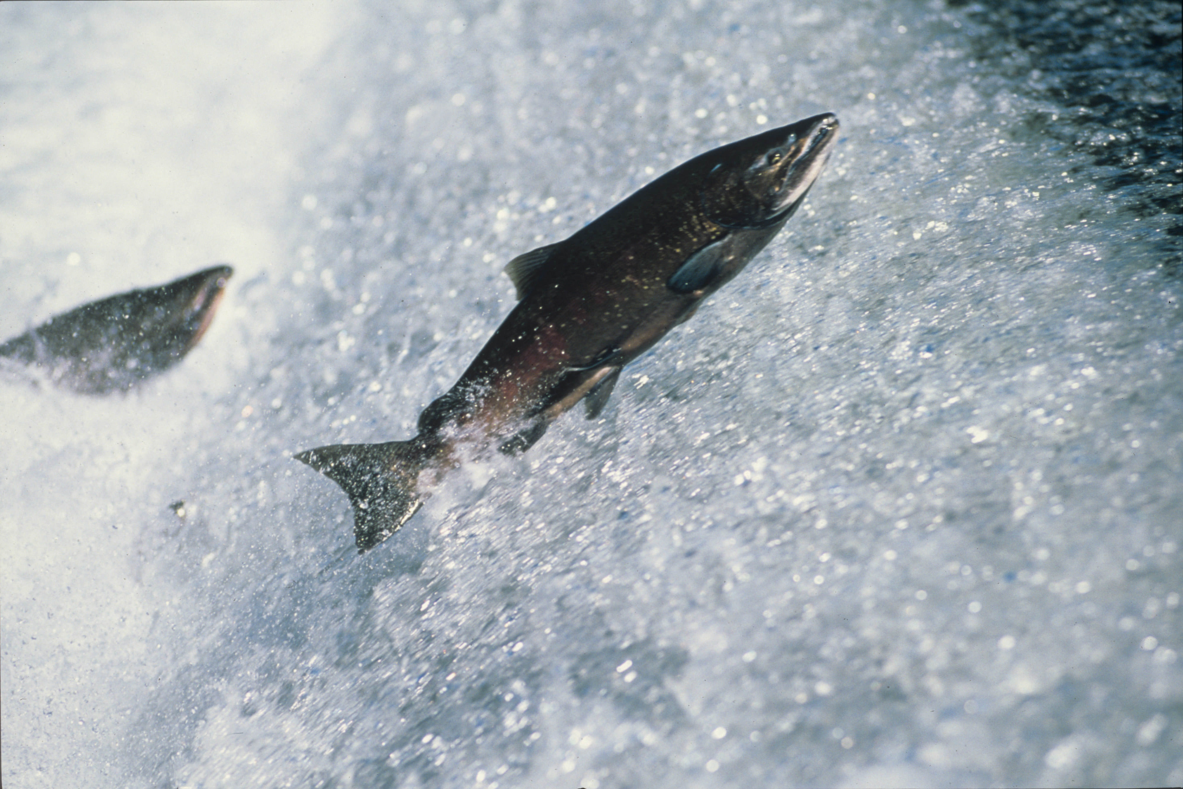 Chinook salmon leap upstream during their fabled migration 