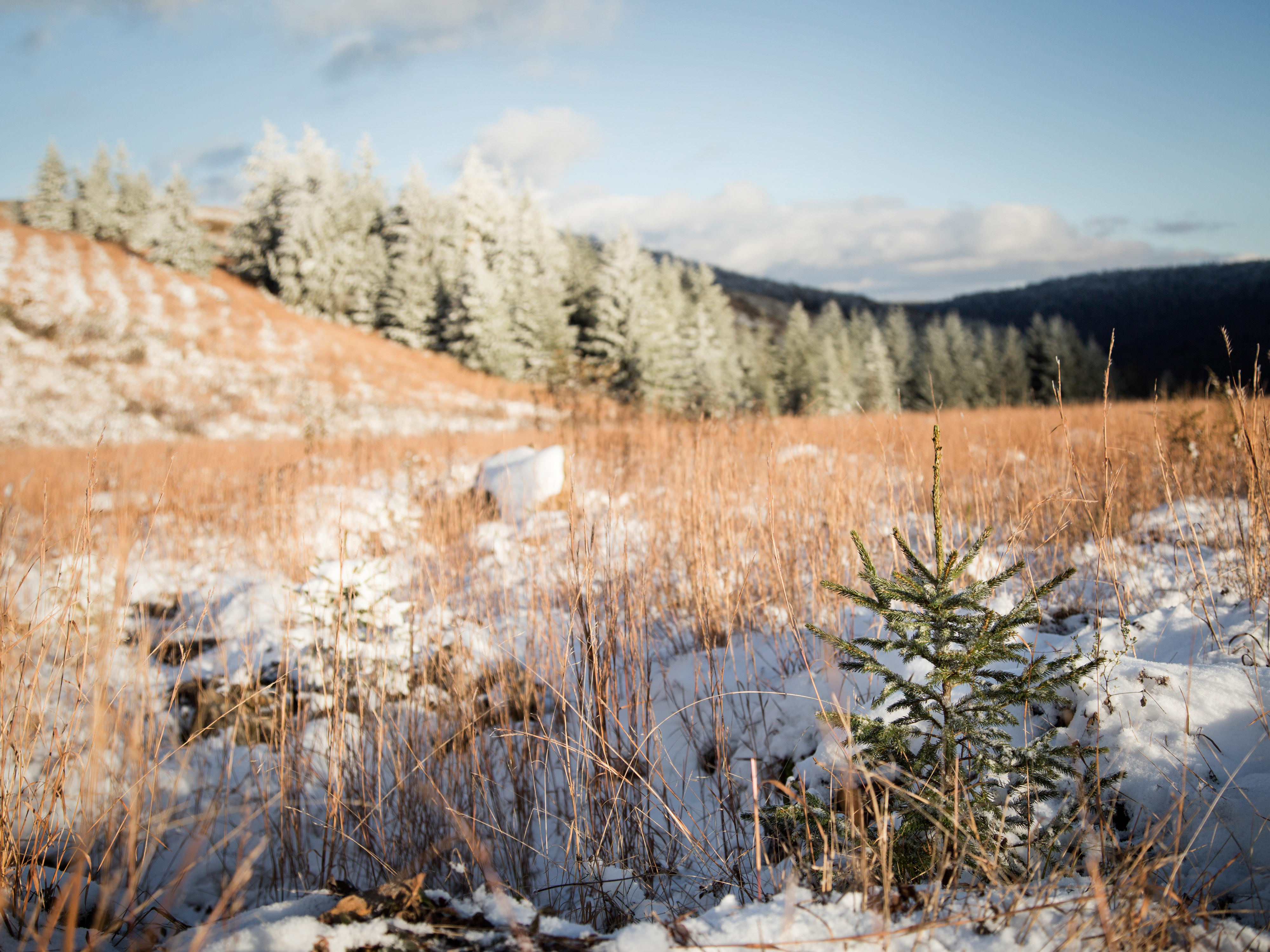 A dusting of snow coats the evergreen trees that edge an open field of short yellowed grass. A mountain ridge rises in the background along the horizon.
