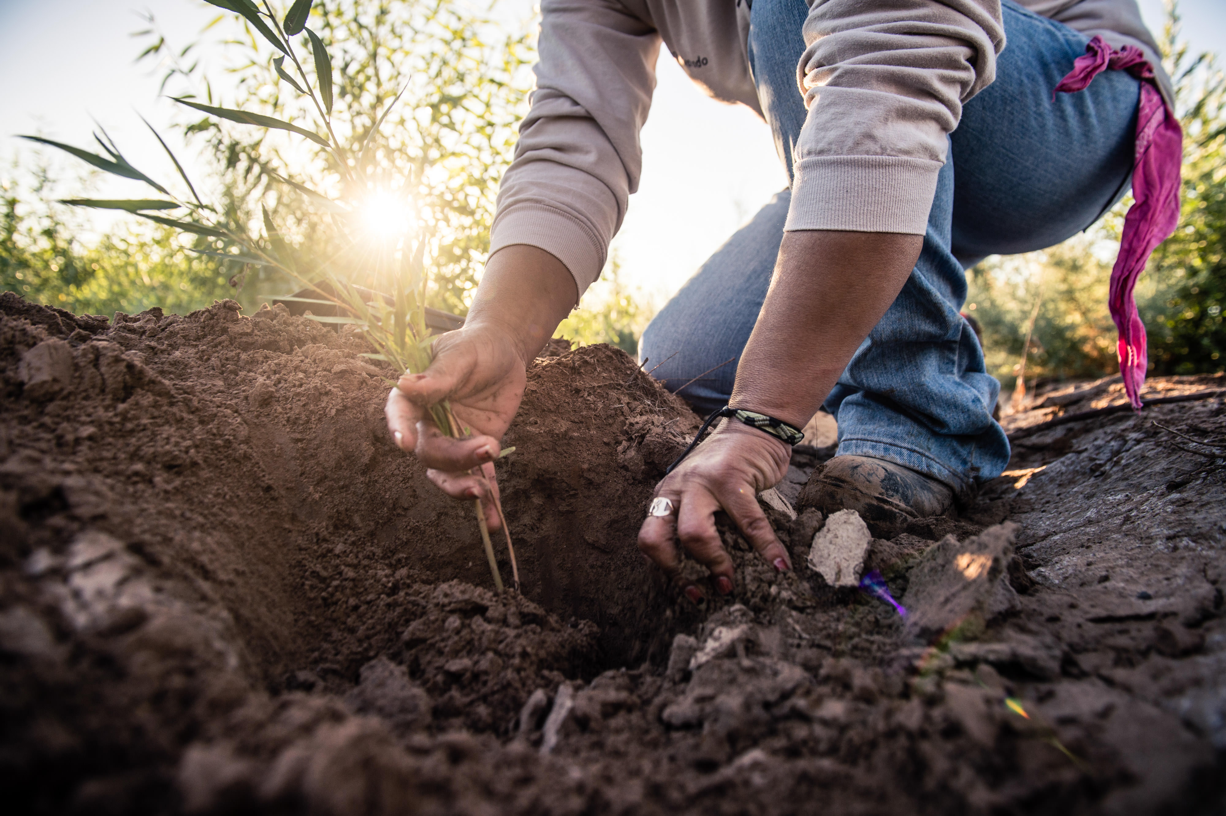 a woman digs into soil to plant a seedling