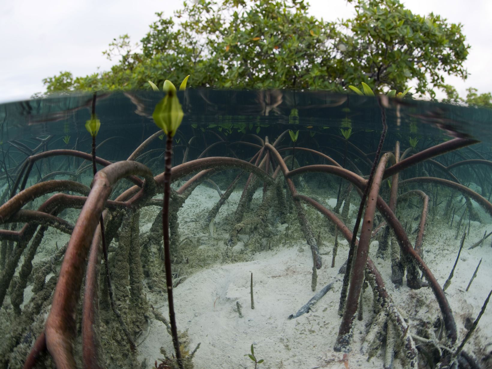Underwater view of mangroves.