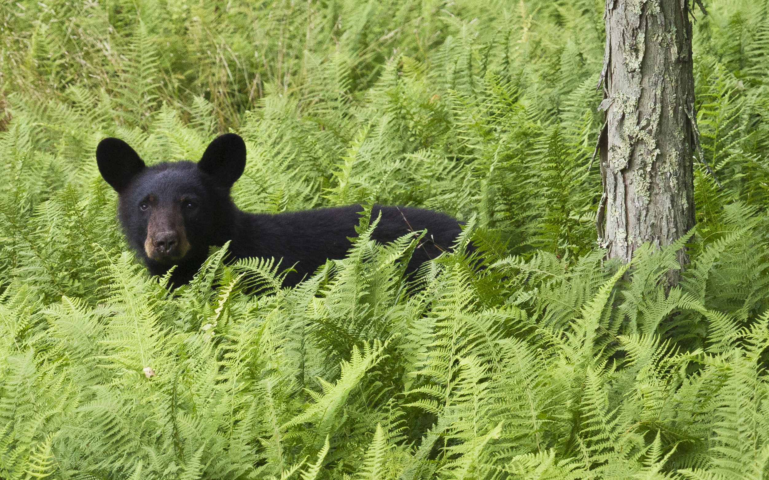A young black bear stands amid a growth of ferns.