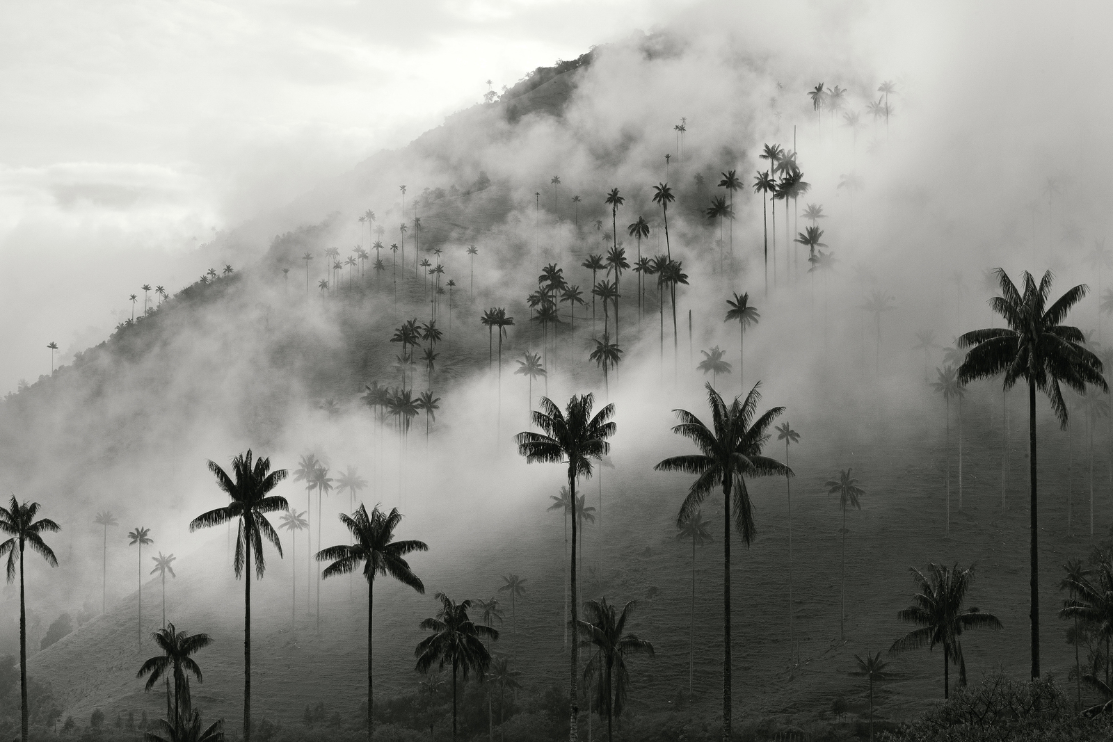 Valle del Cocora