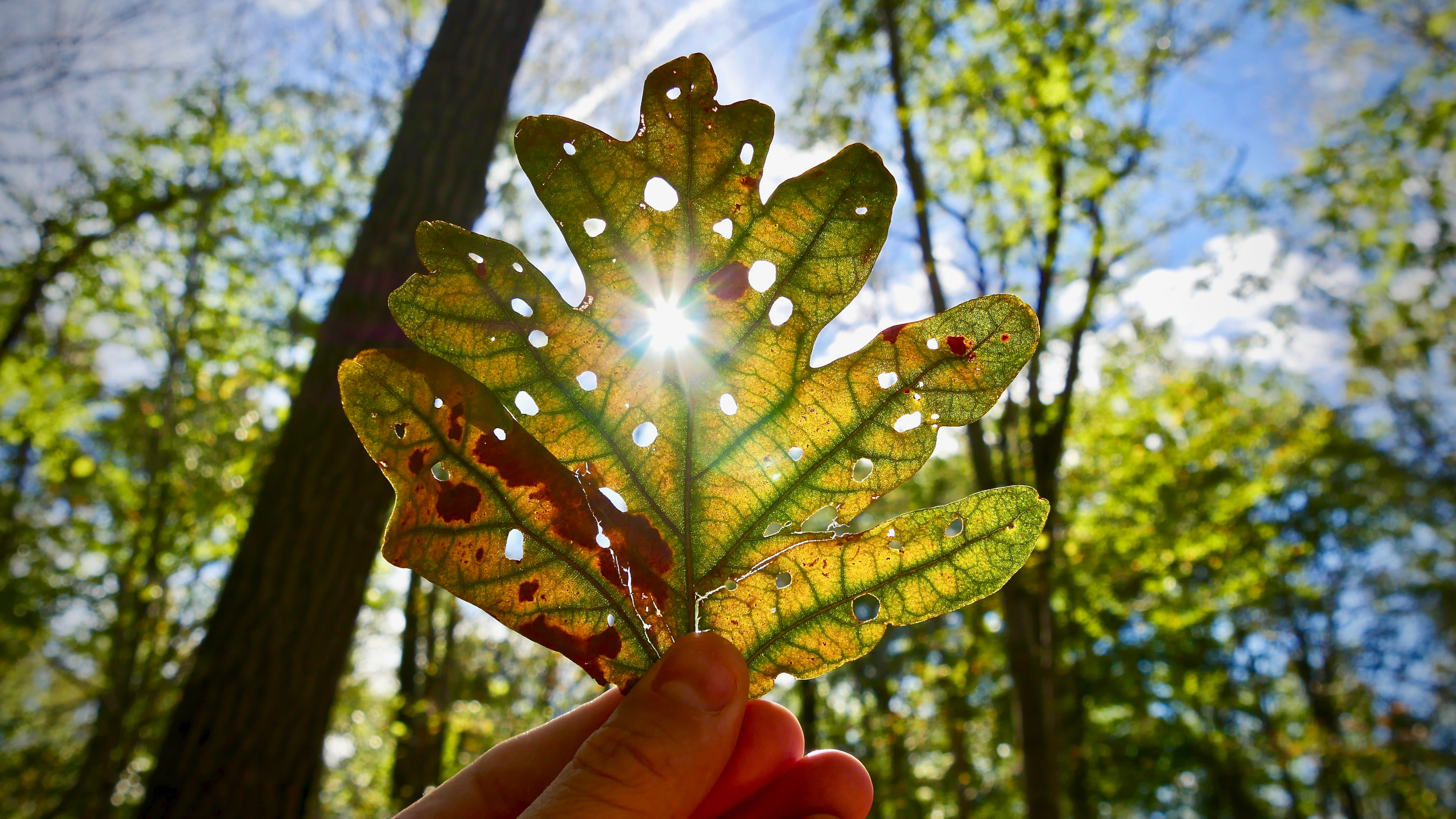 A hand holds up a leaf against the sky. Sunlight flares through the small round holes that insects have eaten into the leaf.