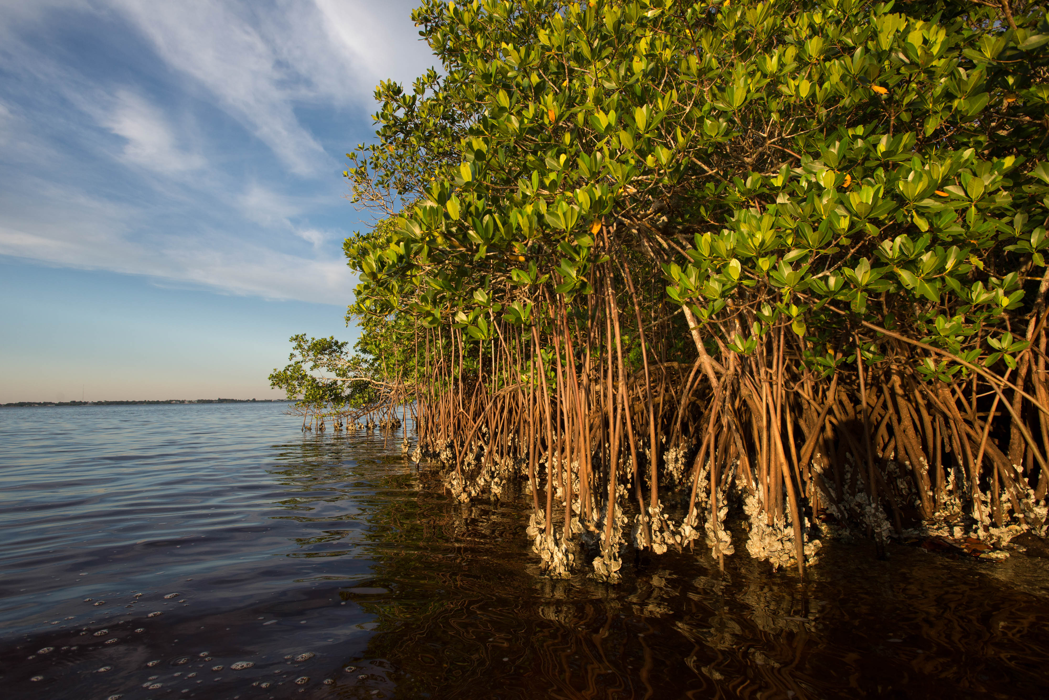 A group of mangroves with exposed roots sit in coastal waters