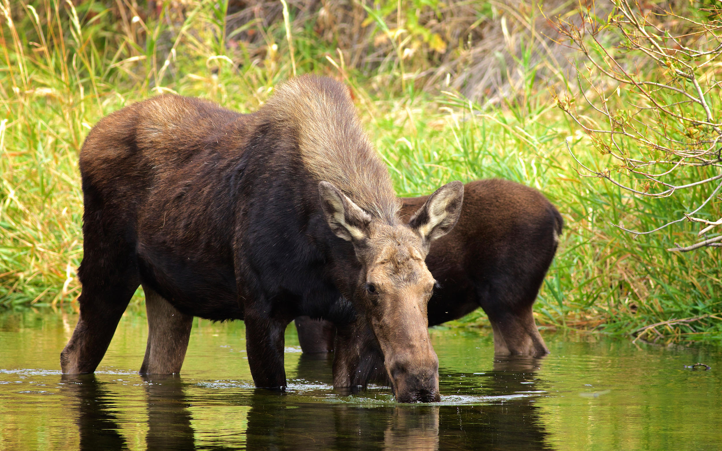 A mother moose and her calf drink water along a stream bank.