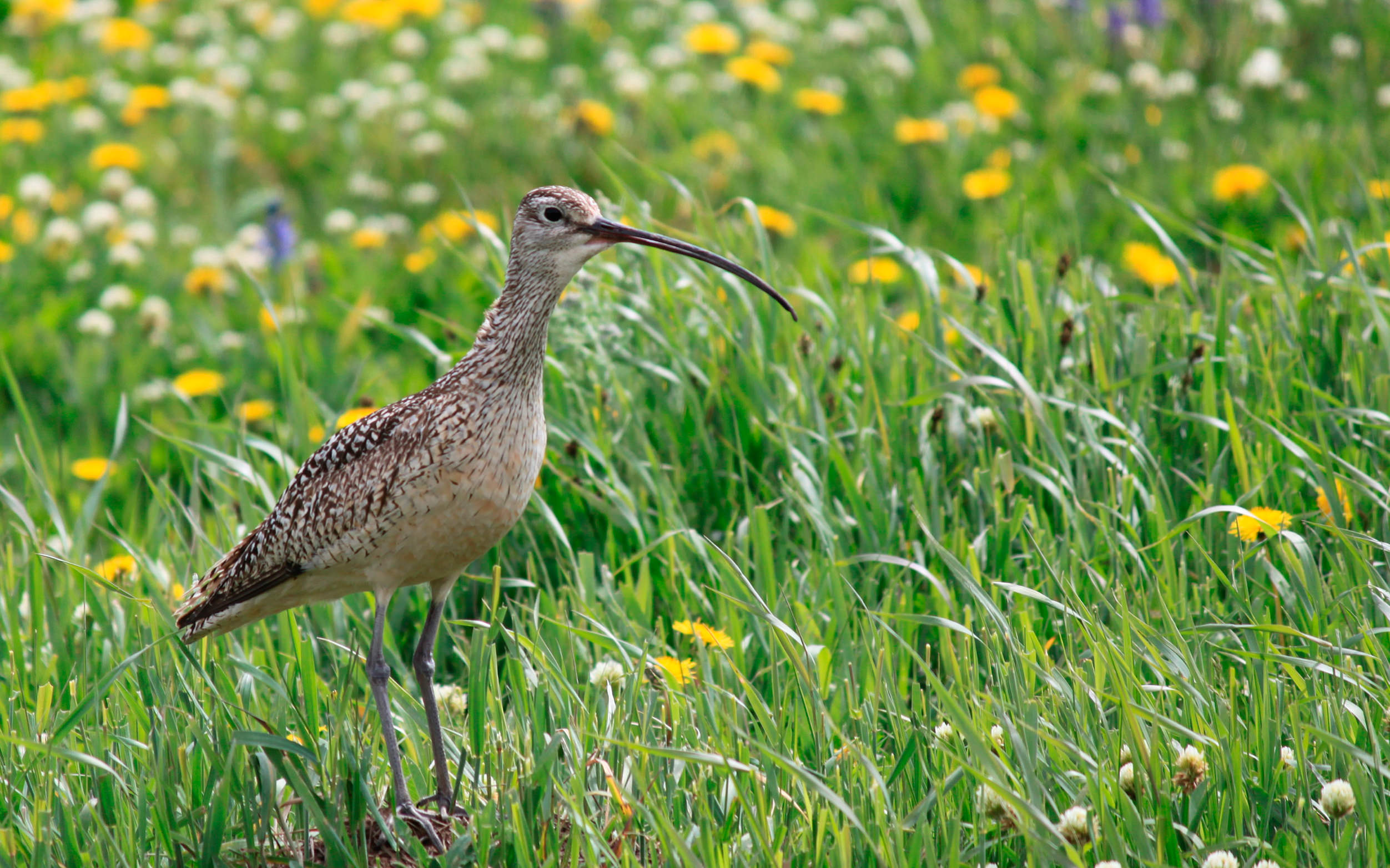 Bird with long beak walks through tall grass and wildflowers.