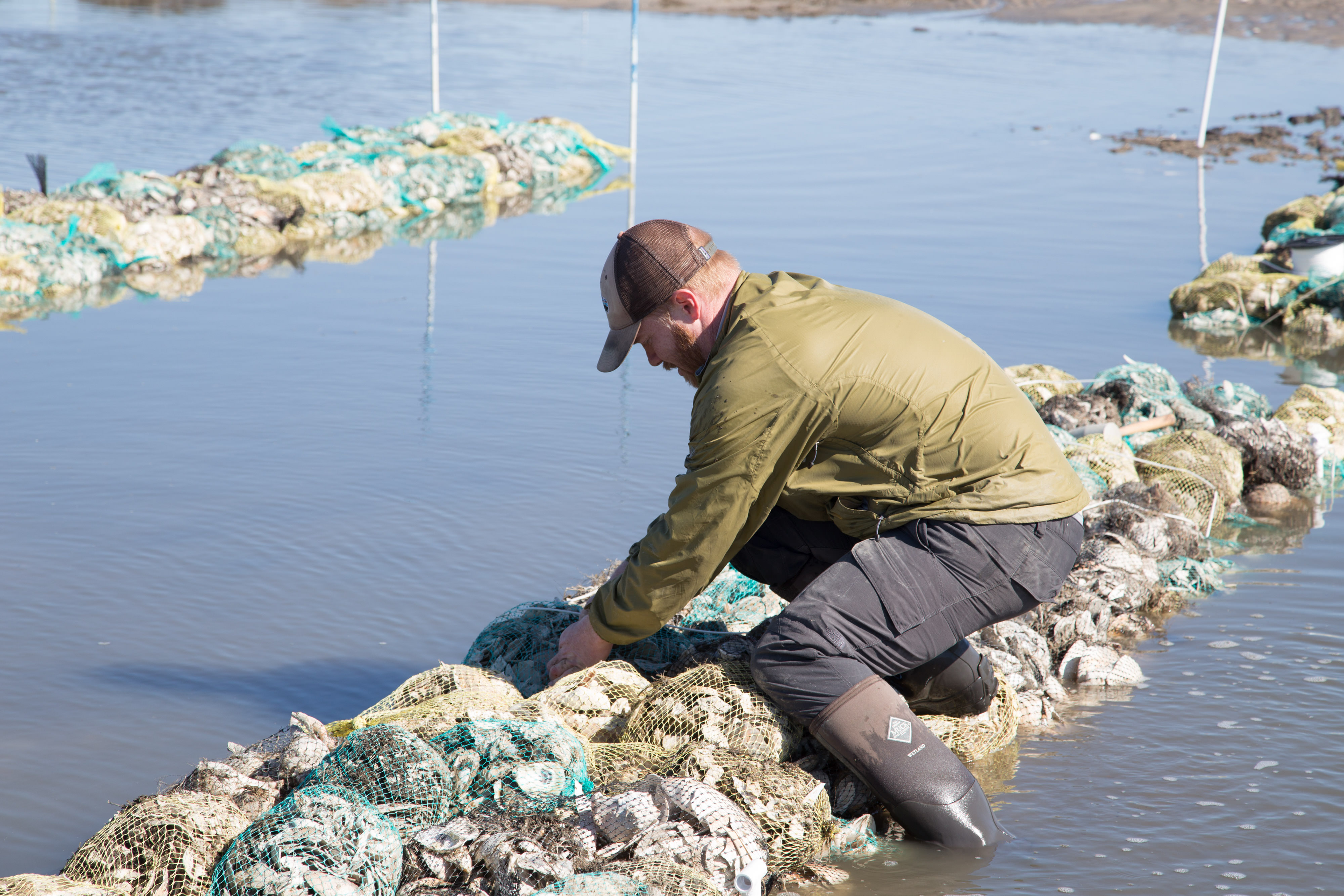 Oyster reef installation at Gandy's Beach. A man stoops to place bags of oyster shells in a row in shallow water.