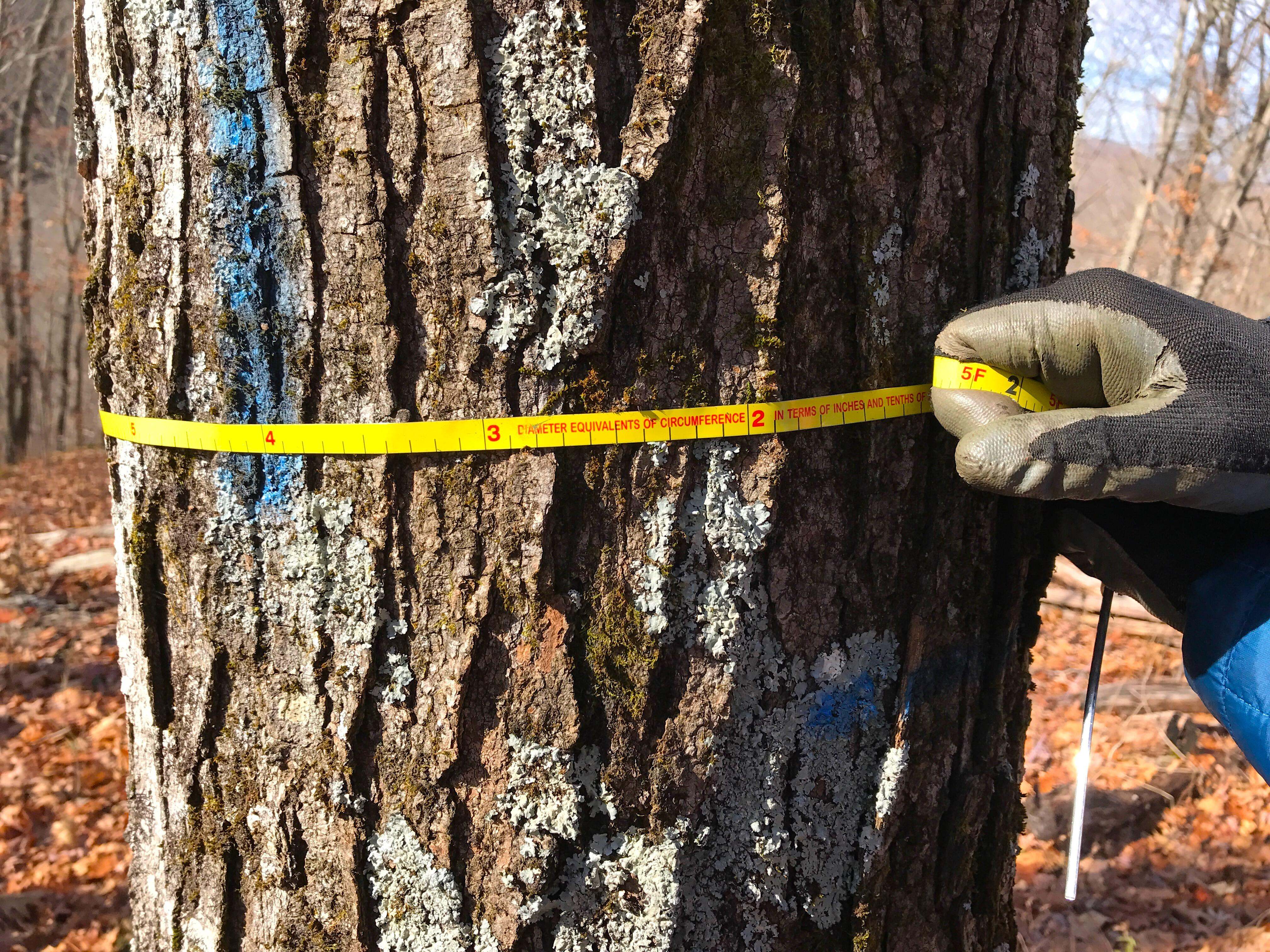 Closeup of gloved hands wrapping a yellow tape measure around a tree trunk.