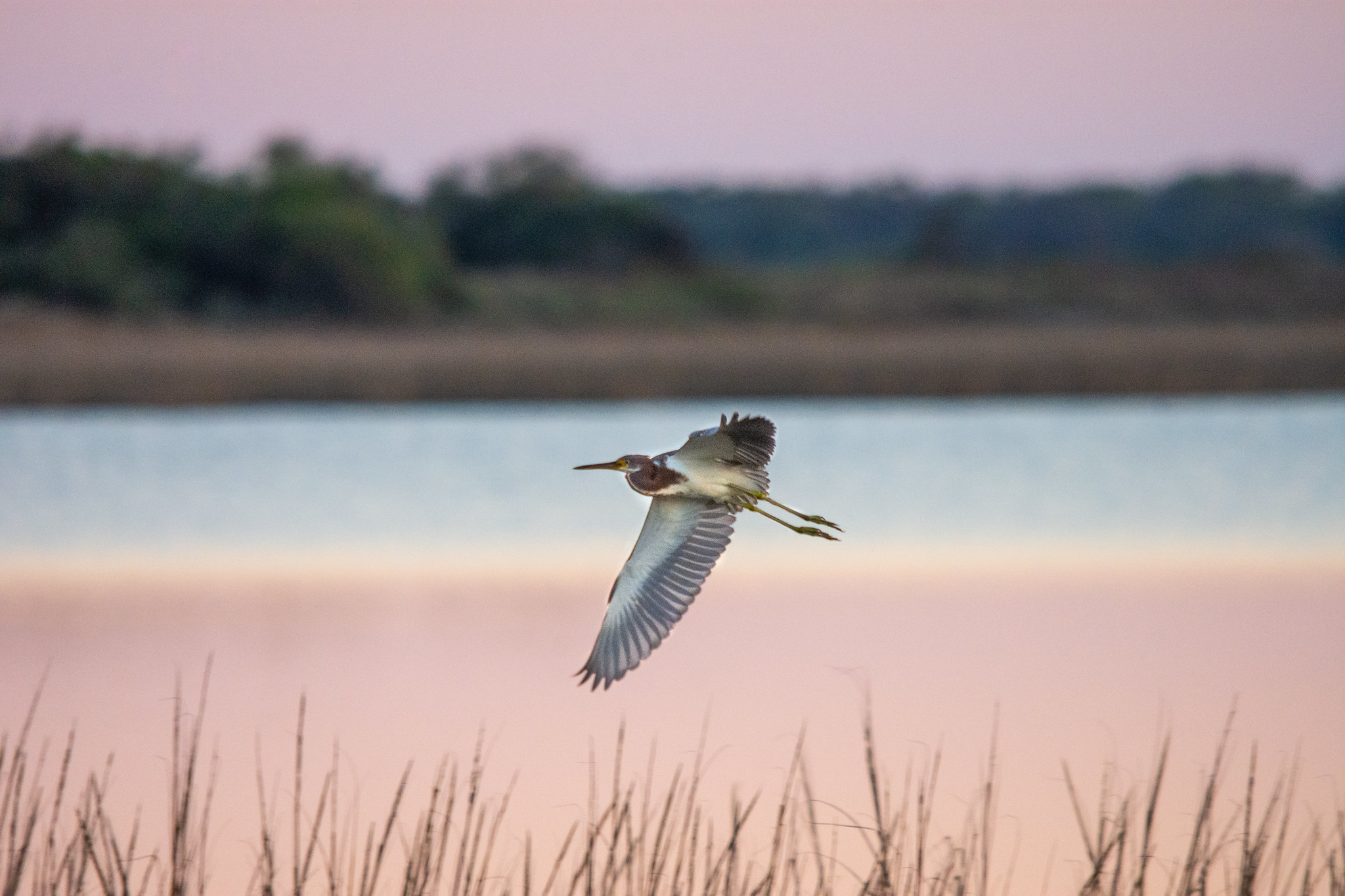 A tricolored heron soars along wetlands at Mad Island Marsh Preserve.