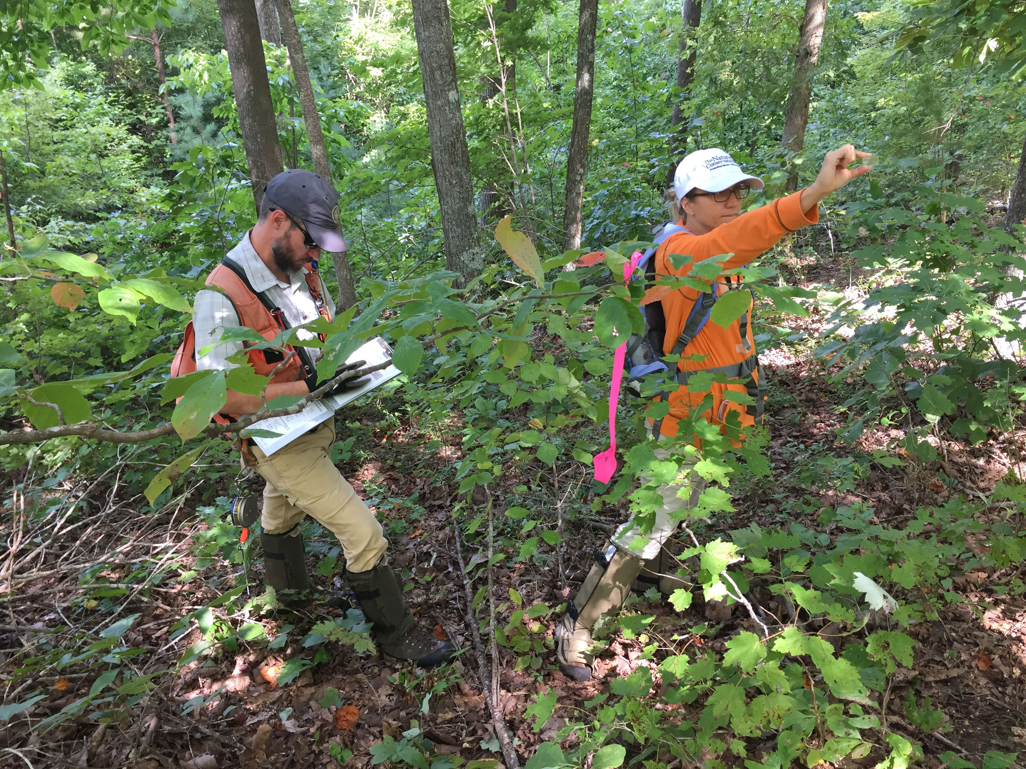 Two people wearing orange walk through a forest.