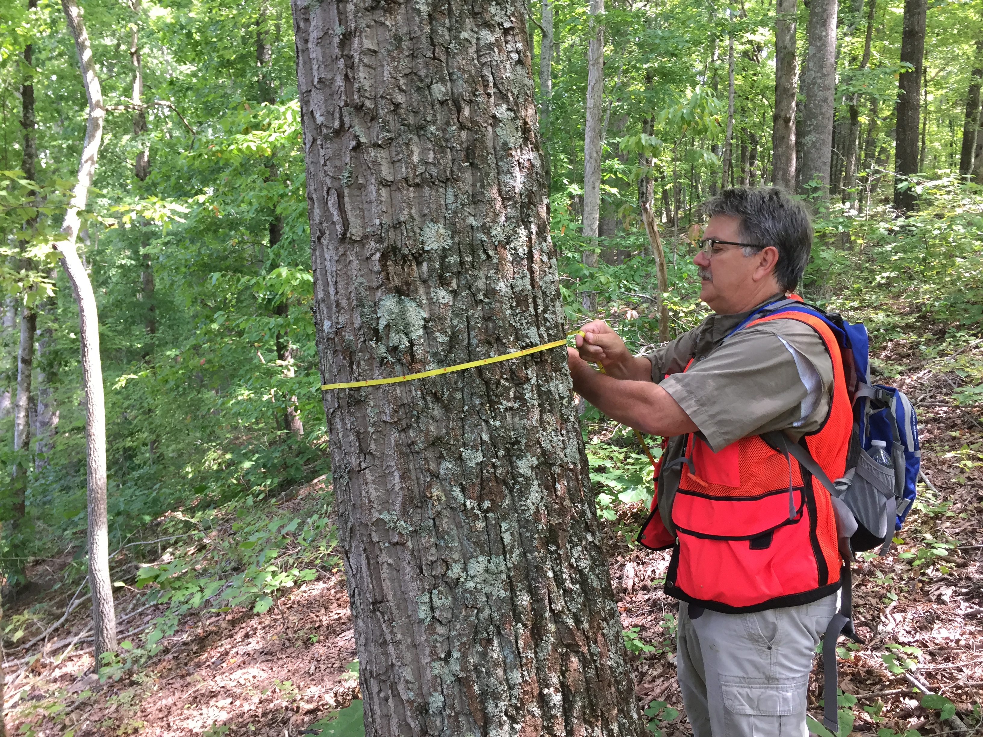 A man dressed in orange measures a tree.