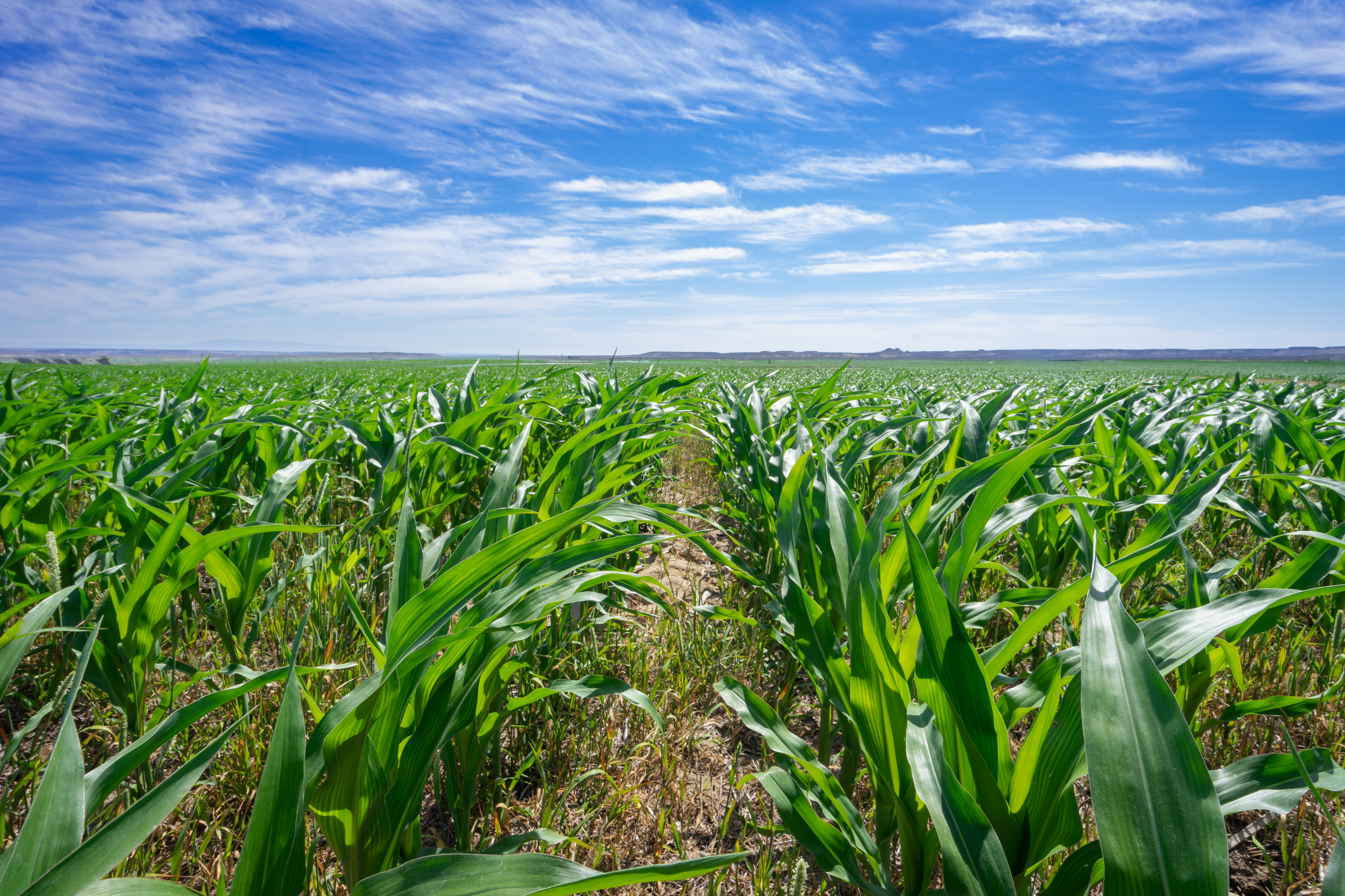 A lush field of crops grows across a blue sky.