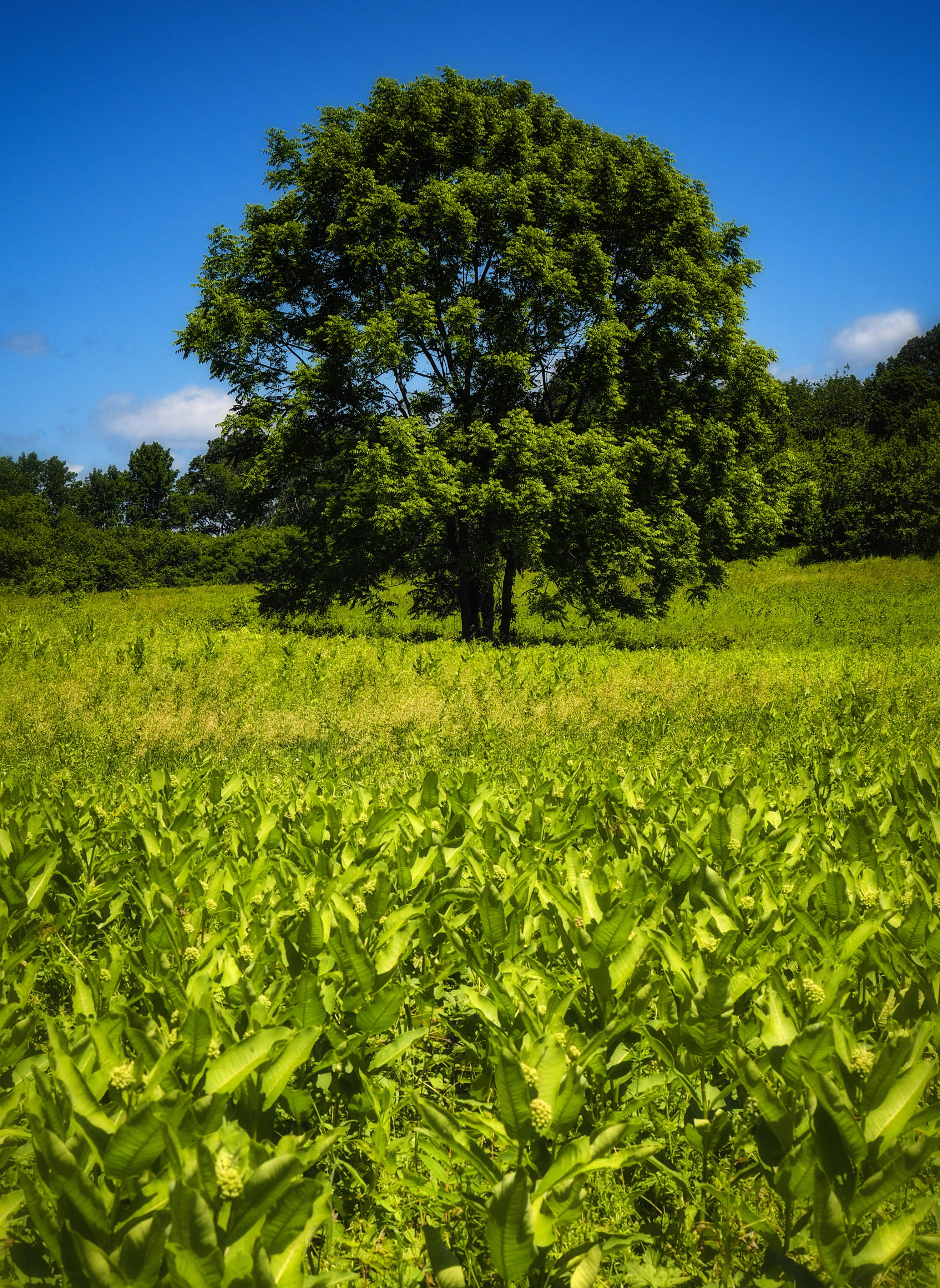 View on a sunny day overlooking a green meadow with a large green tree pictured at center, cut off from the frame at the top.