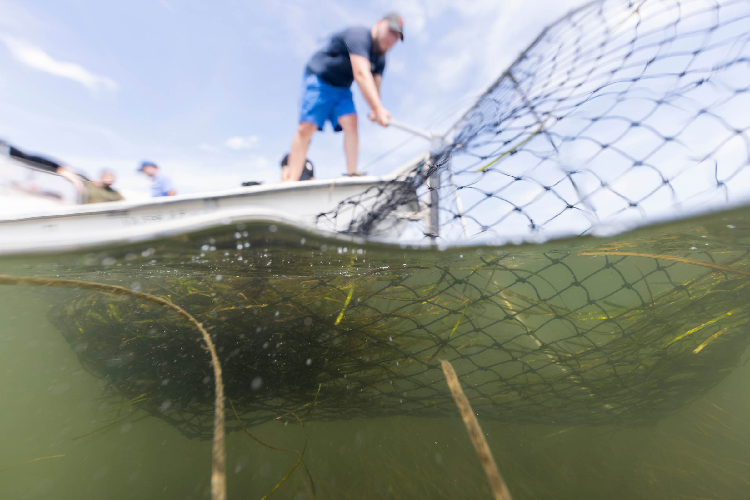  A man harvests eelgrass with a net