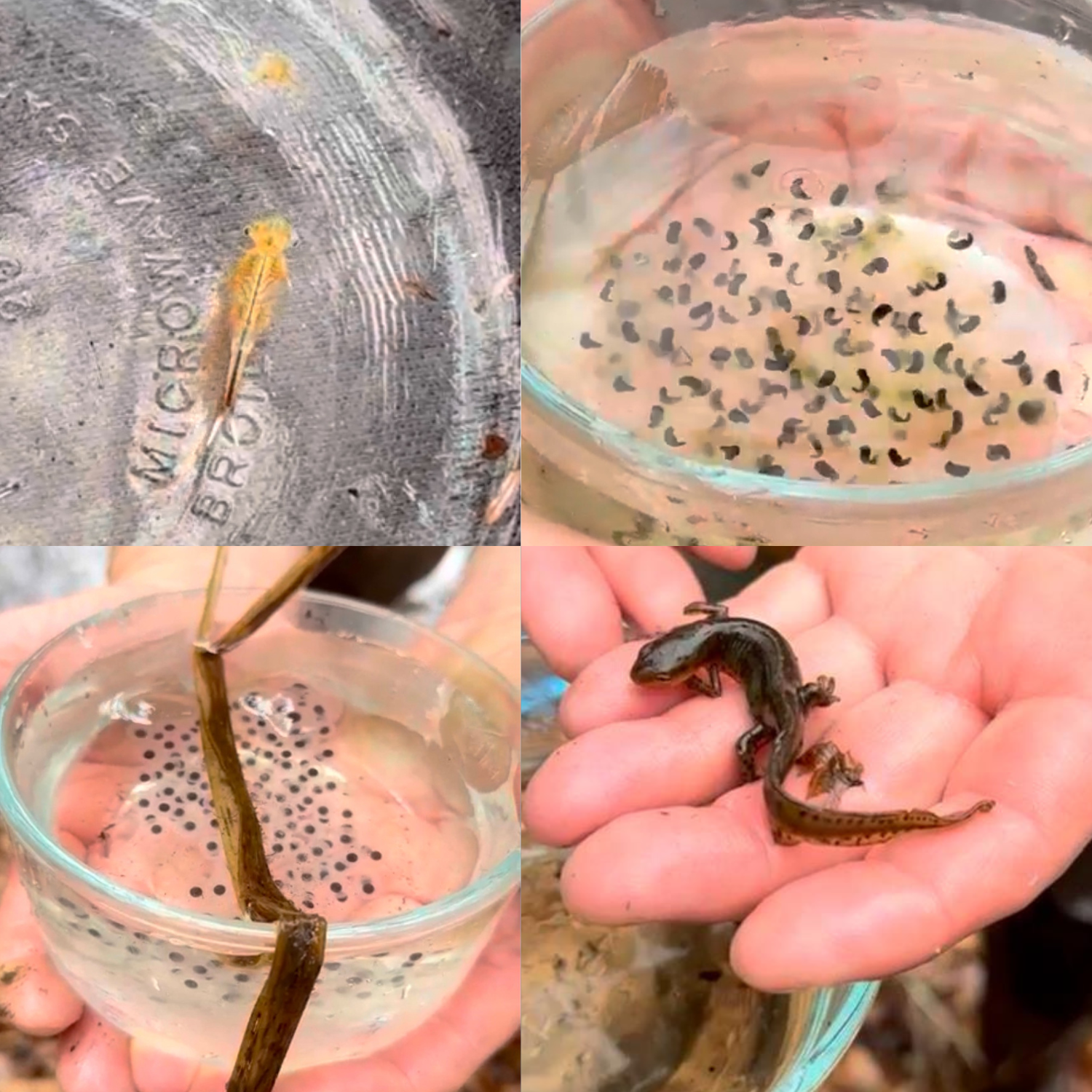 Collage of four images from a vernal pool. The top left is fairy shrimp, the top right is wood frog egg masses, the bottom left is spotted salamander eggs and the bottom right is a red reft.