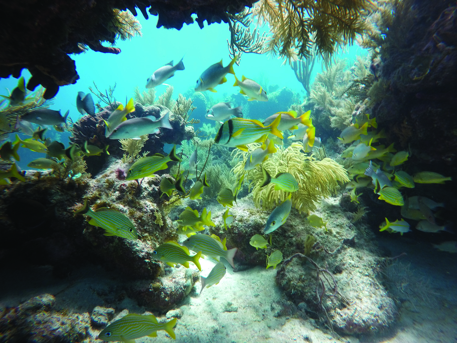 Florida coral reef