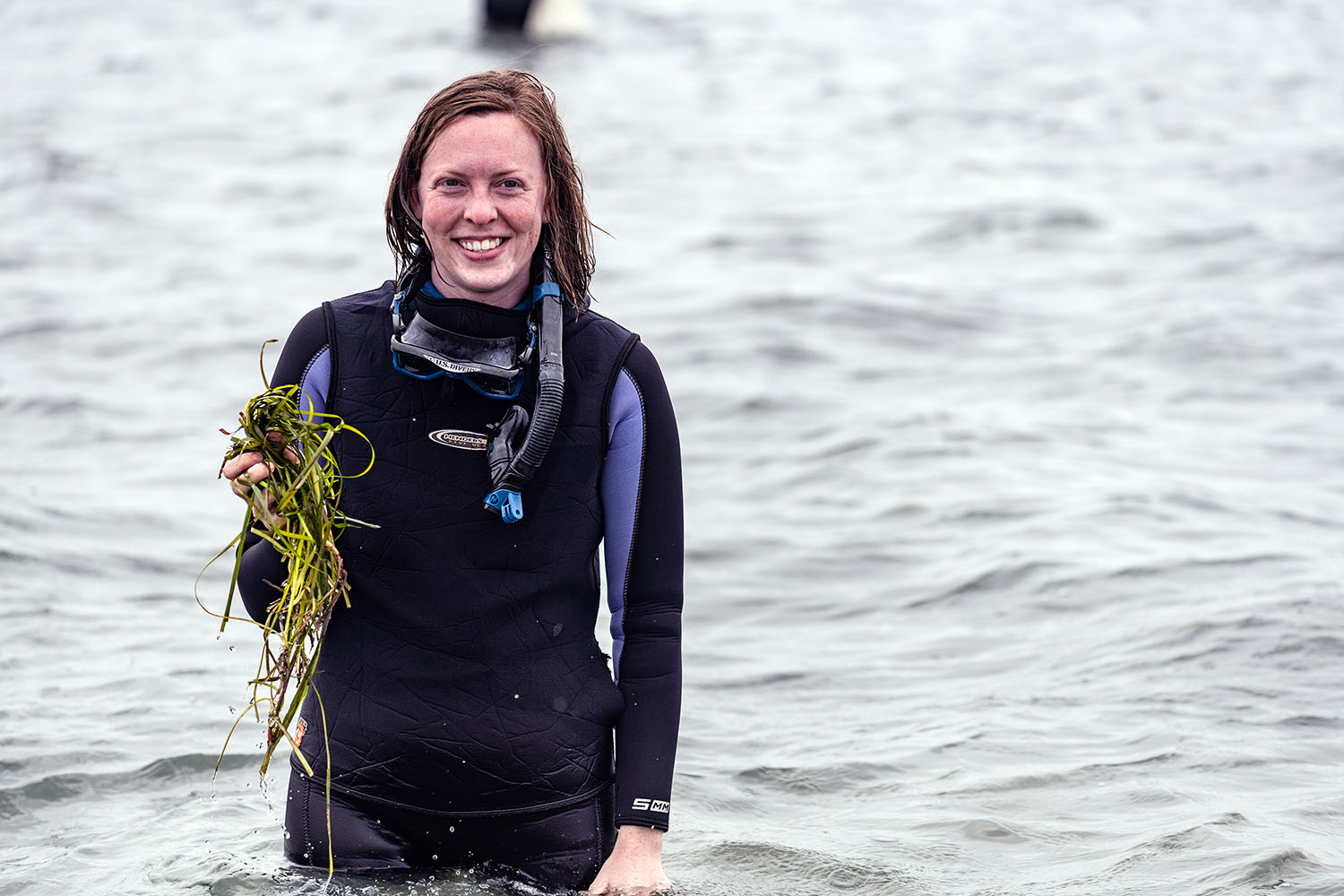 A volunteer collecting eelgrass