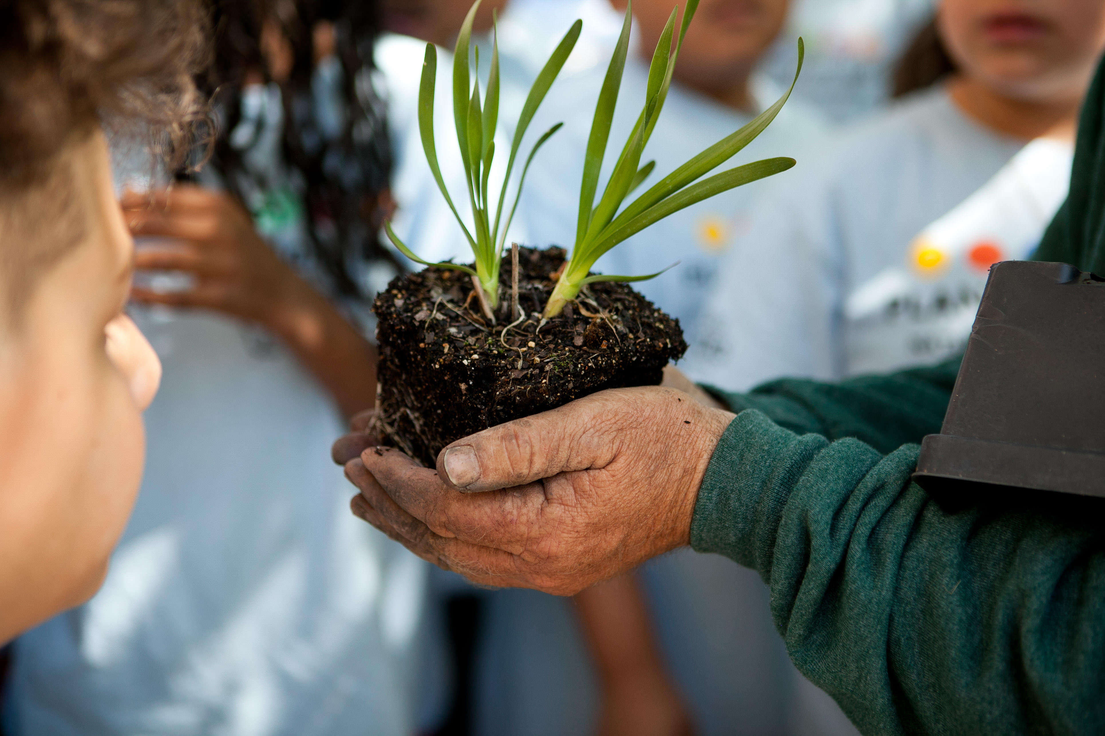 A seedling is held by a volunteer's hands, showing it to the group of children around them. 