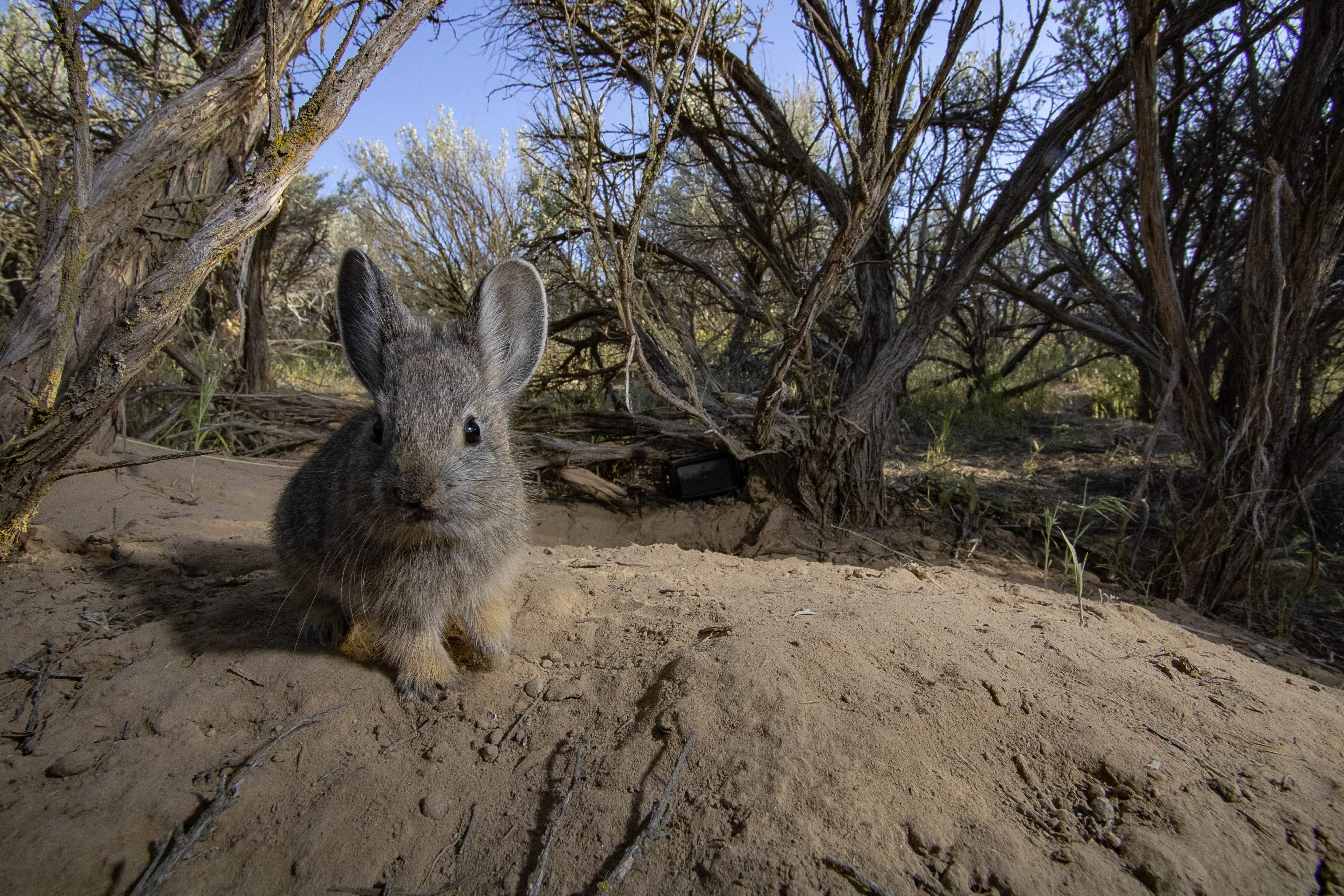 a rabbit sits, facing camera dwarfed by larger shrubs