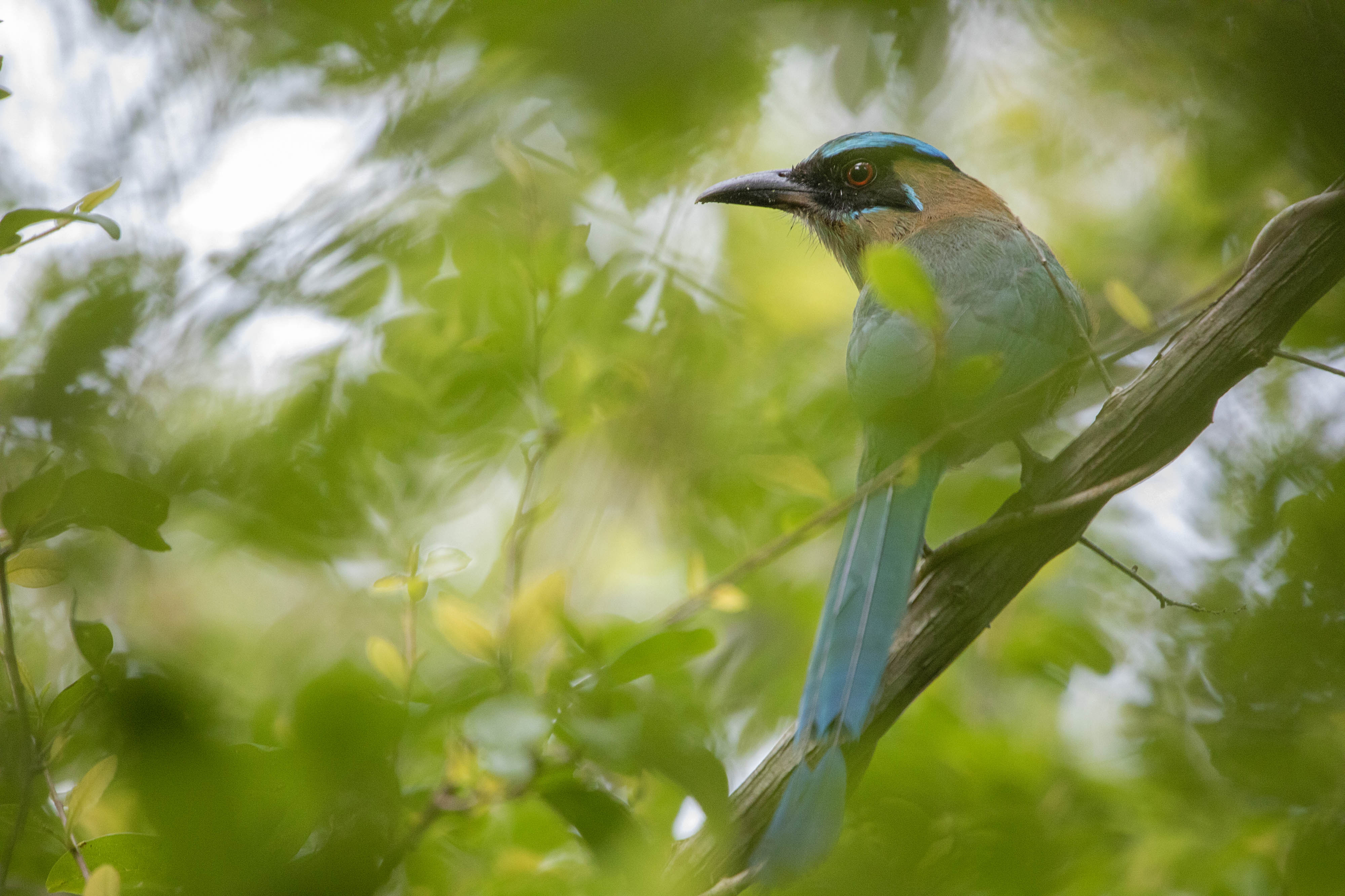 A bird perches on a branch surrounded by green leaves.