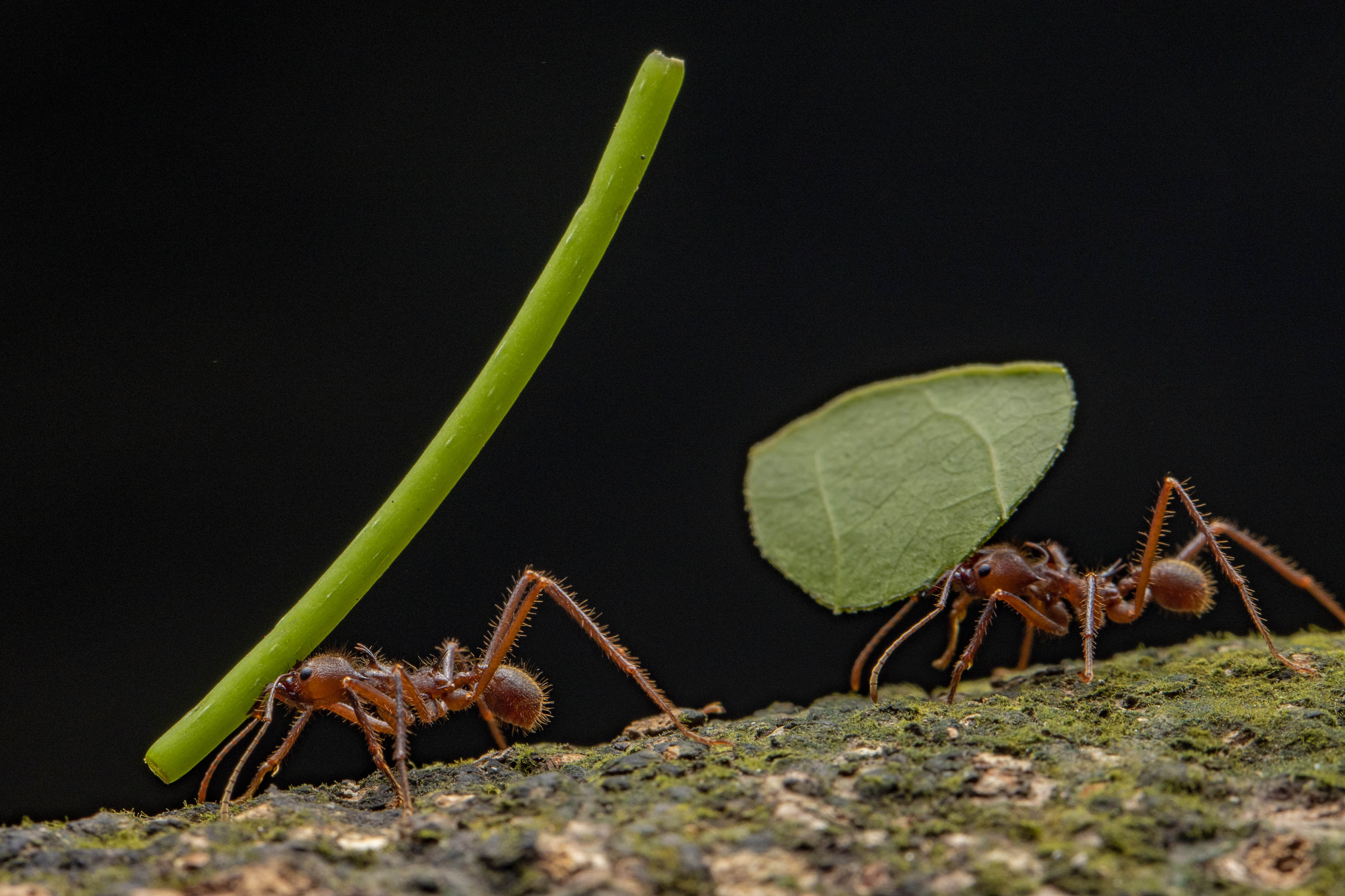 Photo of leefcutter ants moving parts of leaves in a forest in Belize.