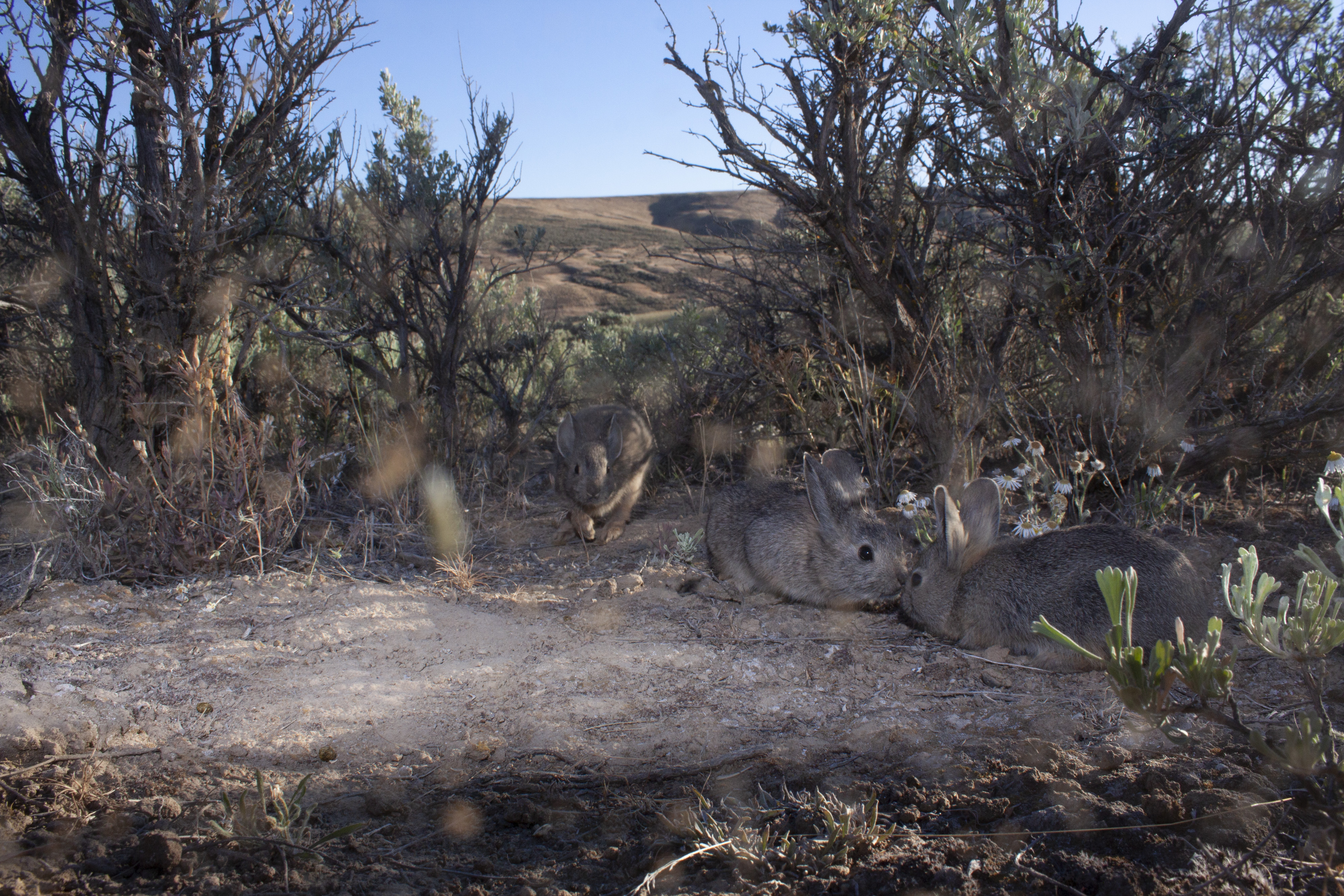 two gray rabbits face nose-to-nose amid sagebrush. a 3rd rabbit stands in the background