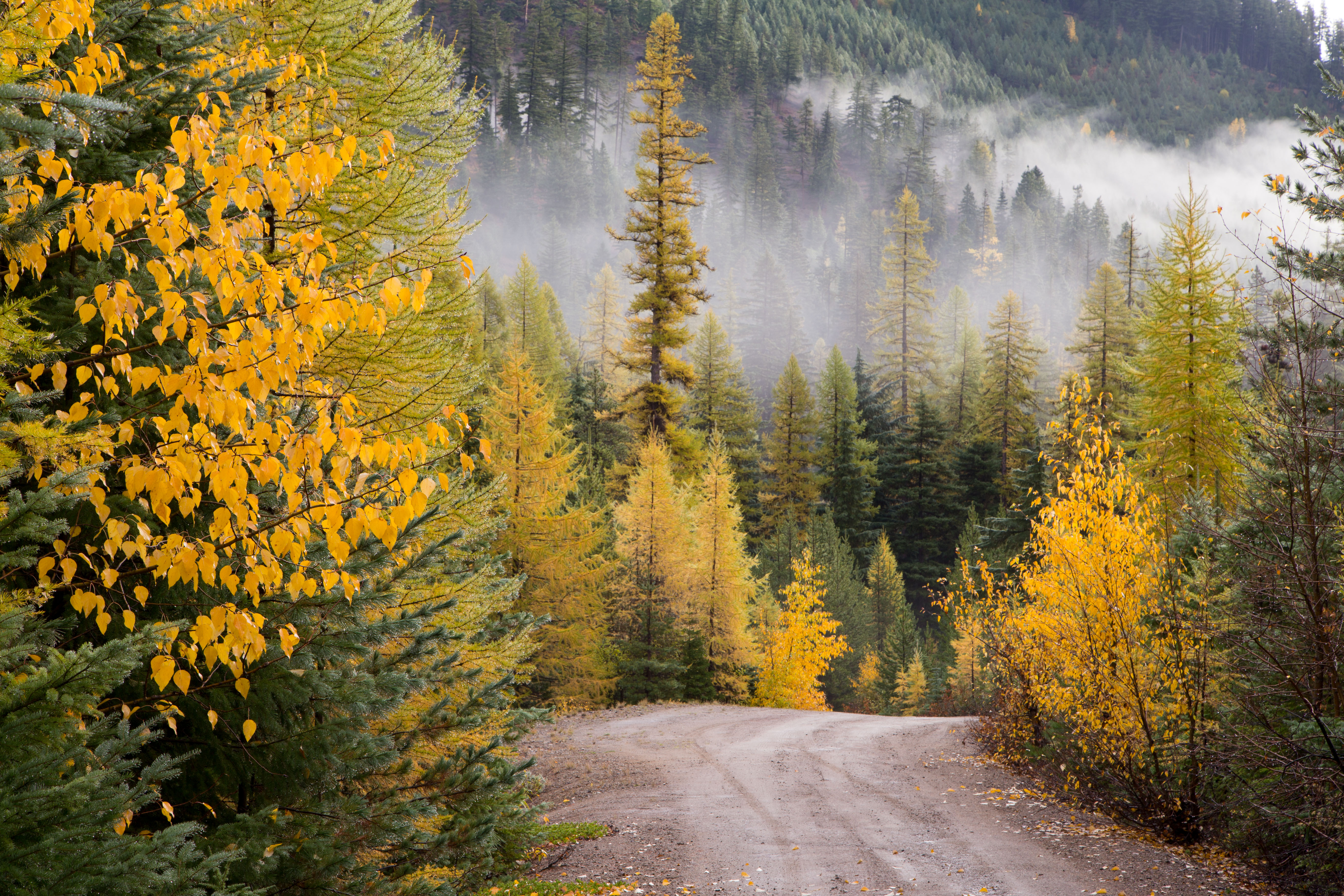 View of a mountain road, surrounded by trees in autumn foliage and steep mountainsides.