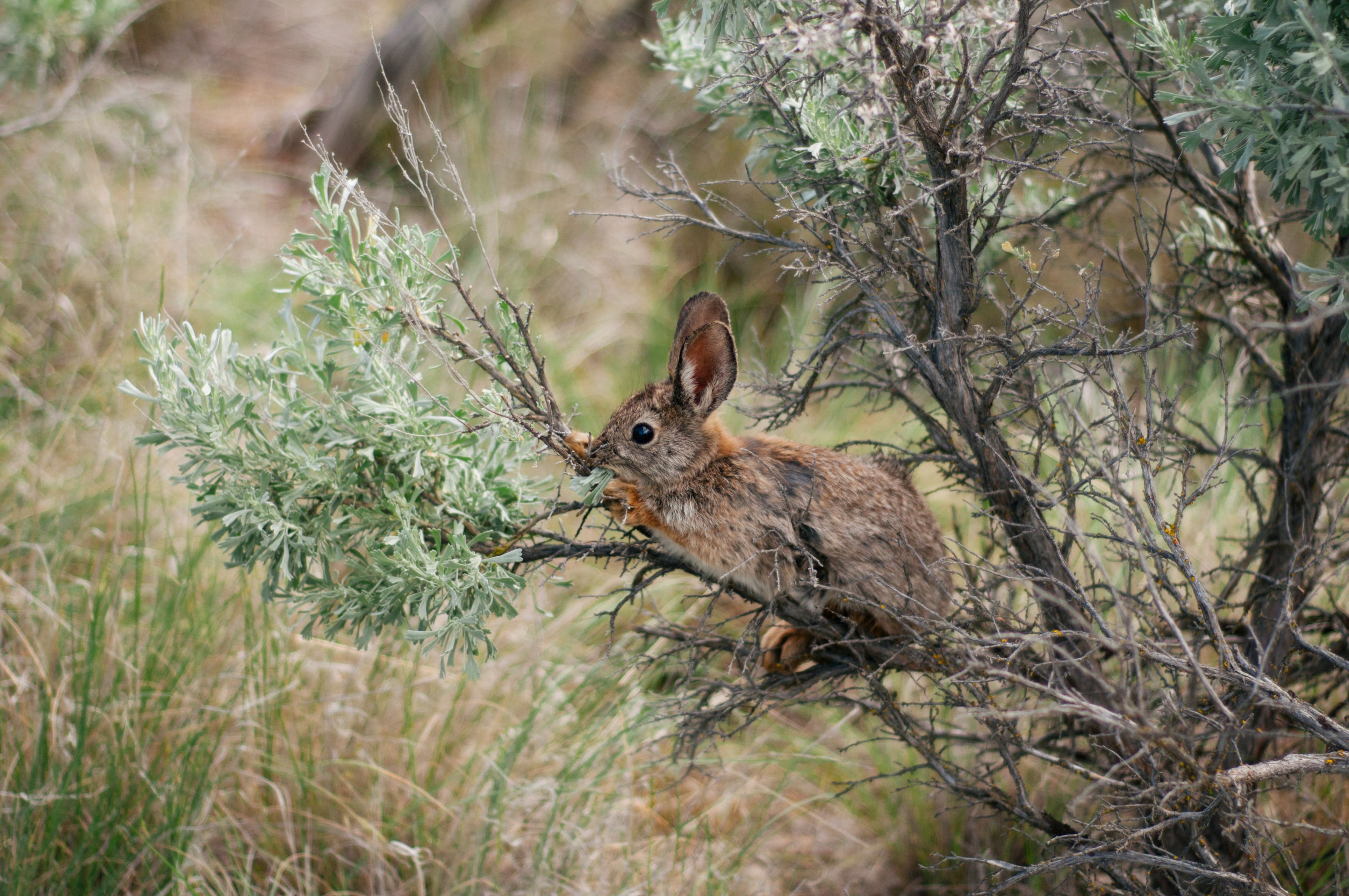 A pygmy rabbit hanging on a tree branch.