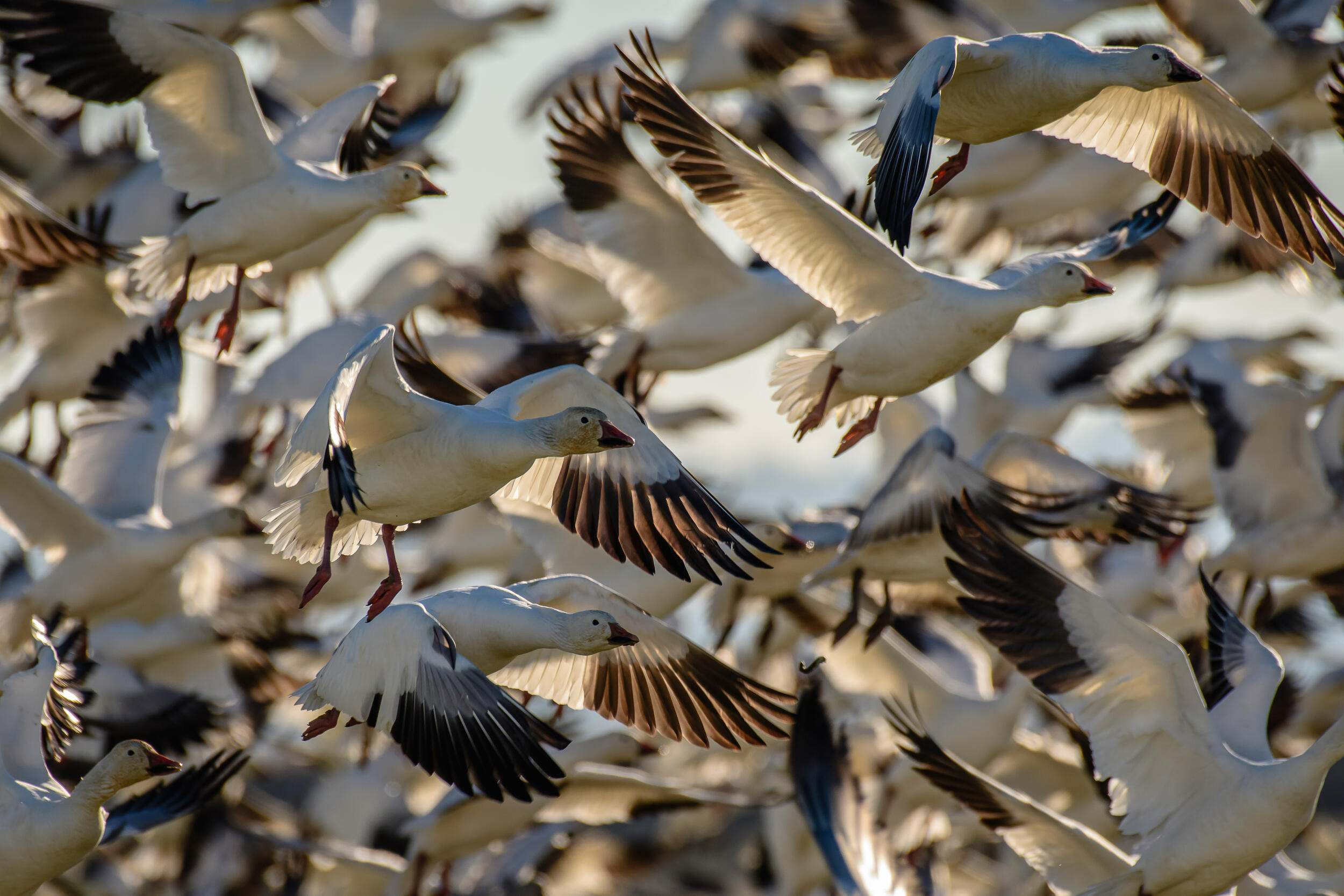 A collection of black and white birds fill up the camera lens.
