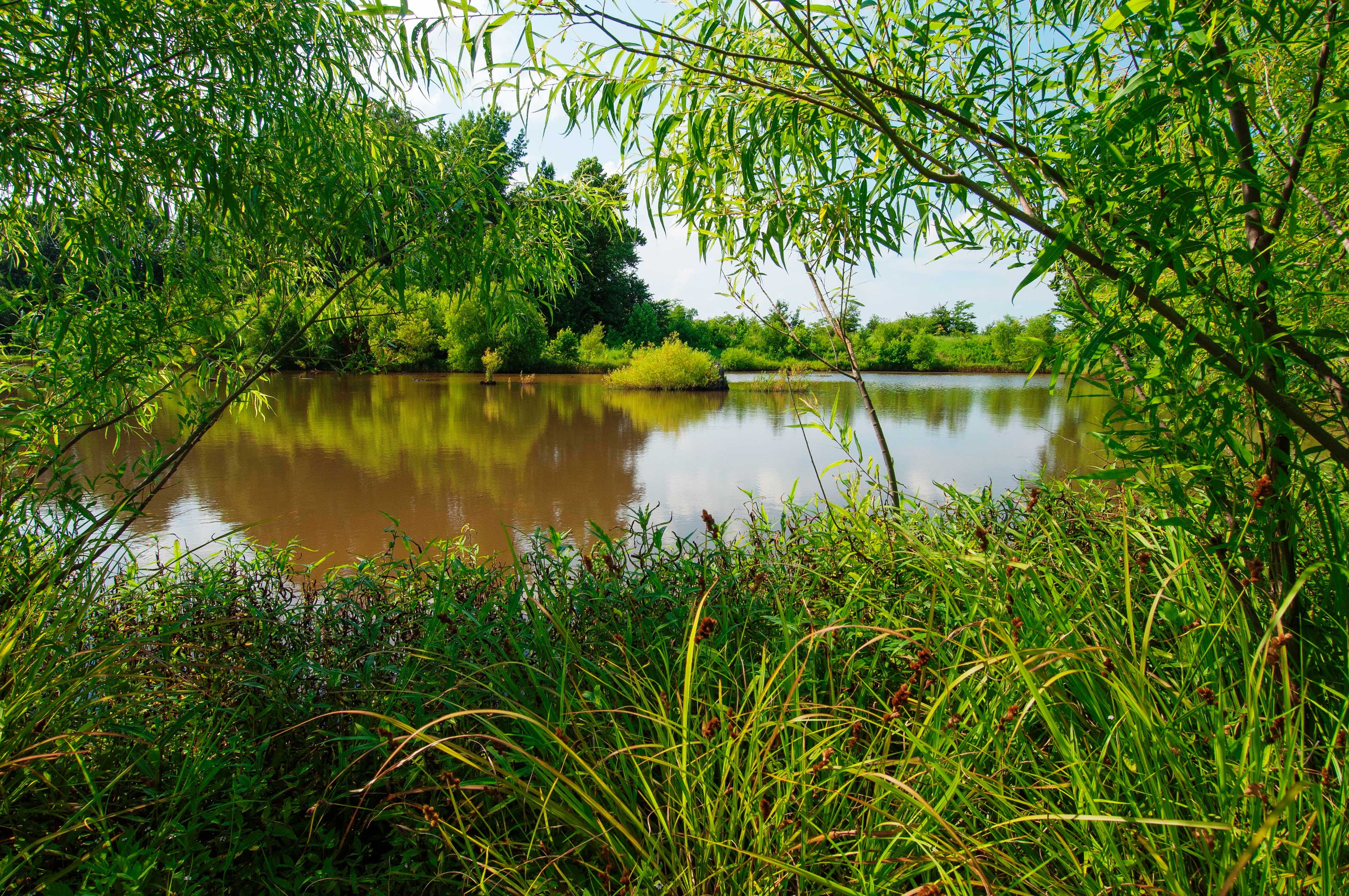 Lush vegetation frames a pond and its wetland surroundings.