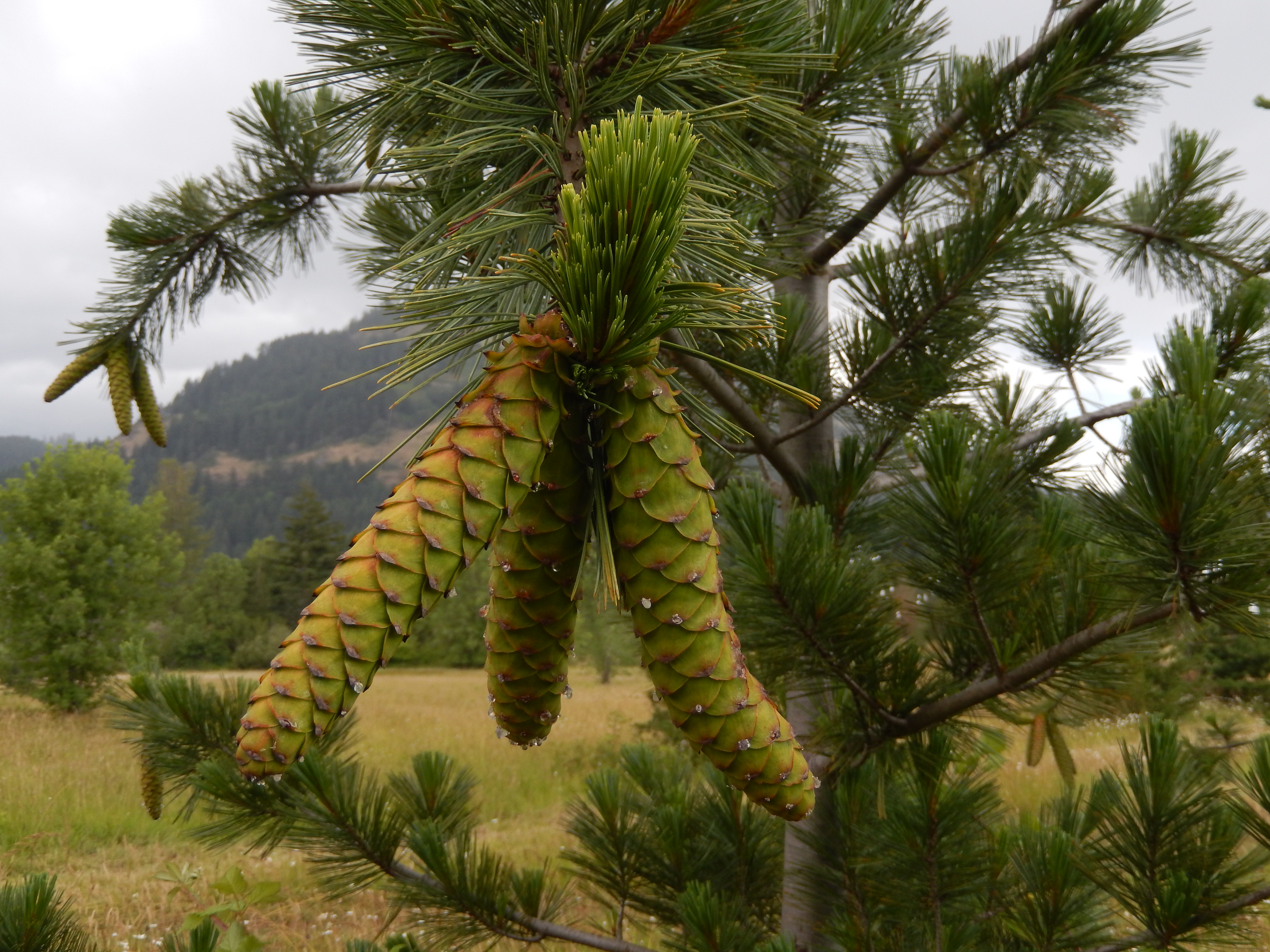 Close up of immature pine cones.