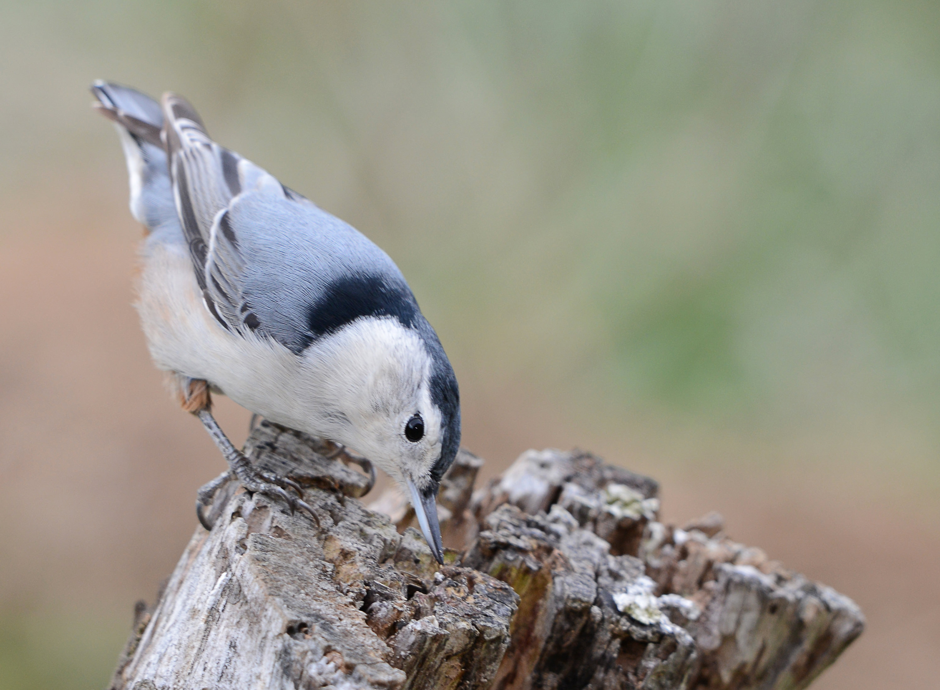 Small bird with grey and black markings picks at stump.