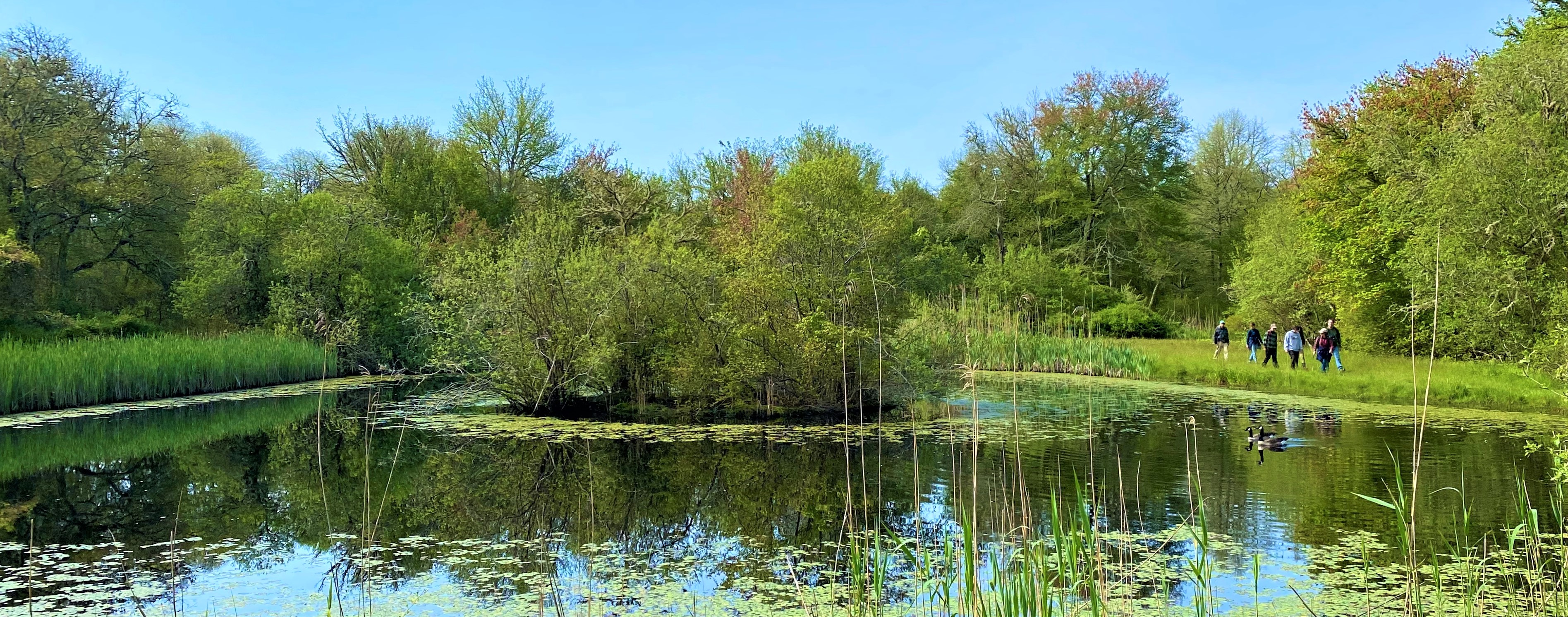 A small pond in a forested clearing reflects the blue sky above. 