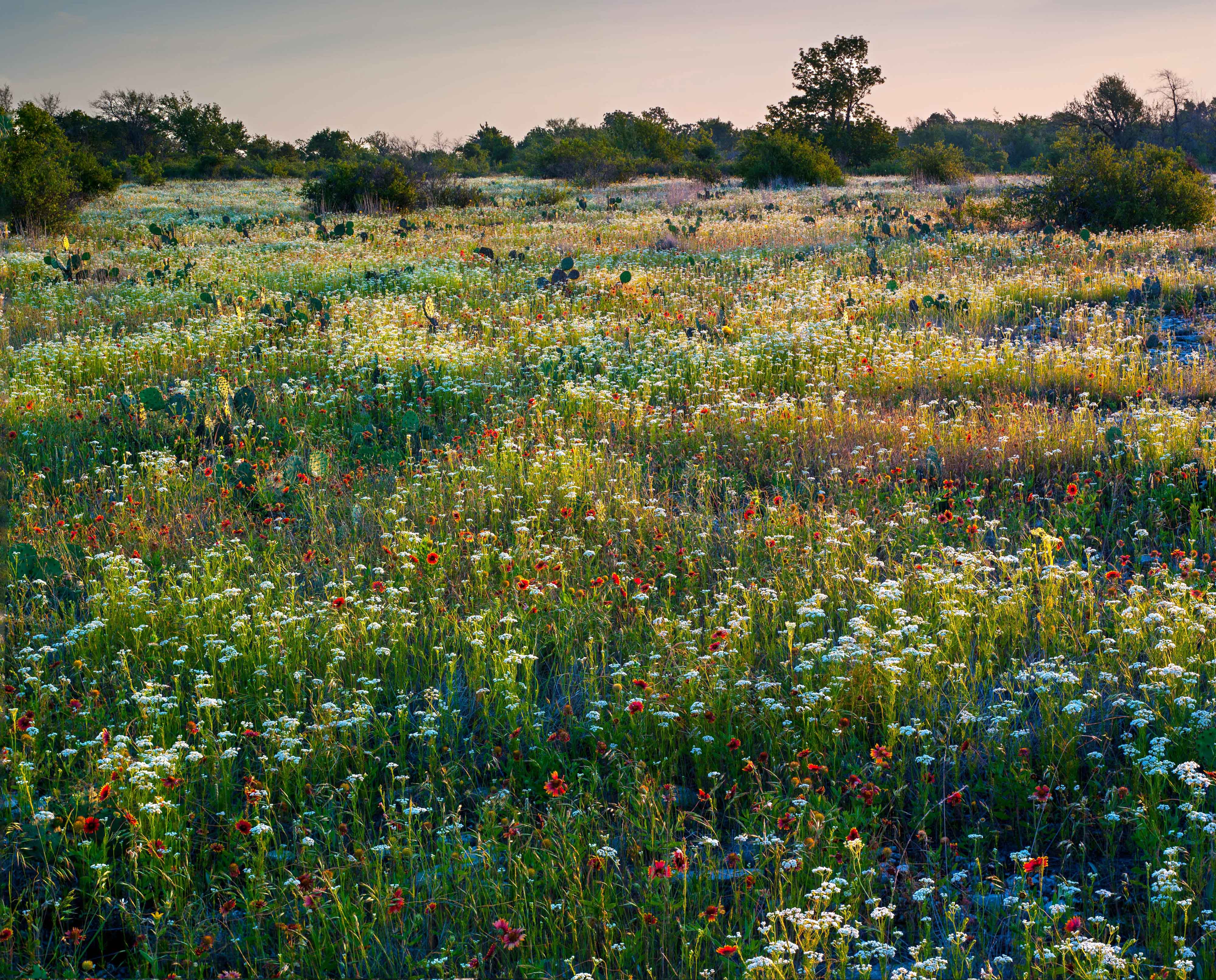 An expansive field of wildflowers with tree groves in the background.