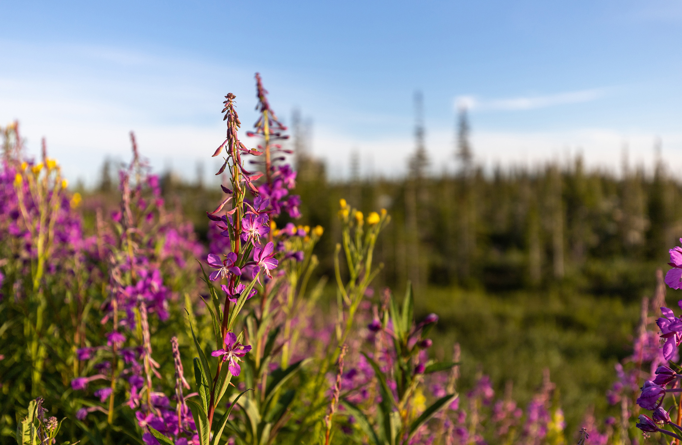 Purple wildflowers bloom in the foreground of a boreal forest landscape, with evergreen trees softly blurred in the background beneath a blue sky.