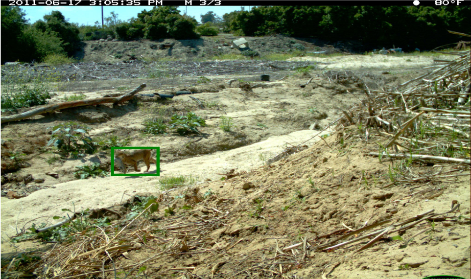 Wildlife camera photo with a green box drawn around the animal in the photo, either a bobcat or lynx.