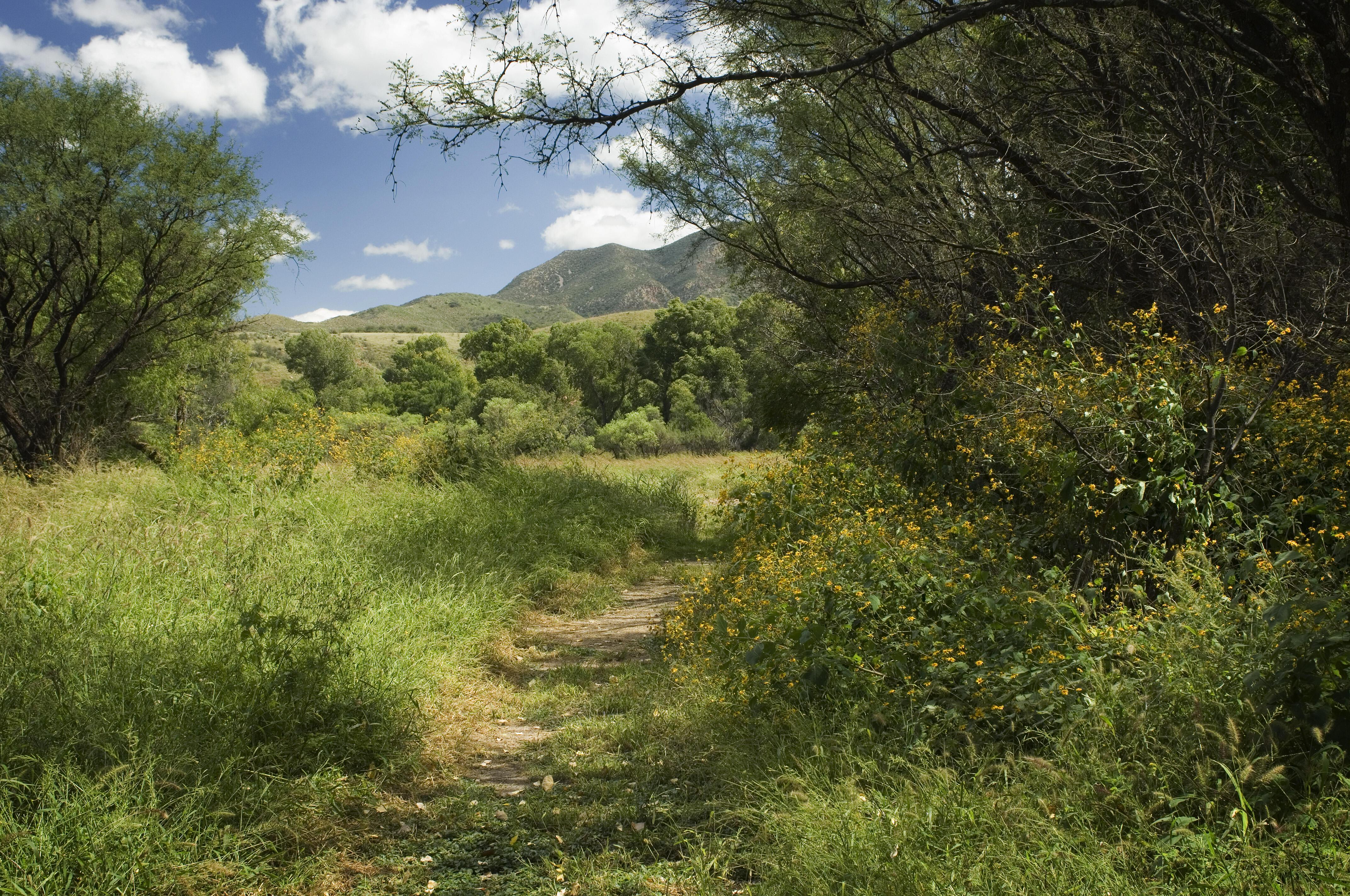 A trail through a lush riparian landscape.