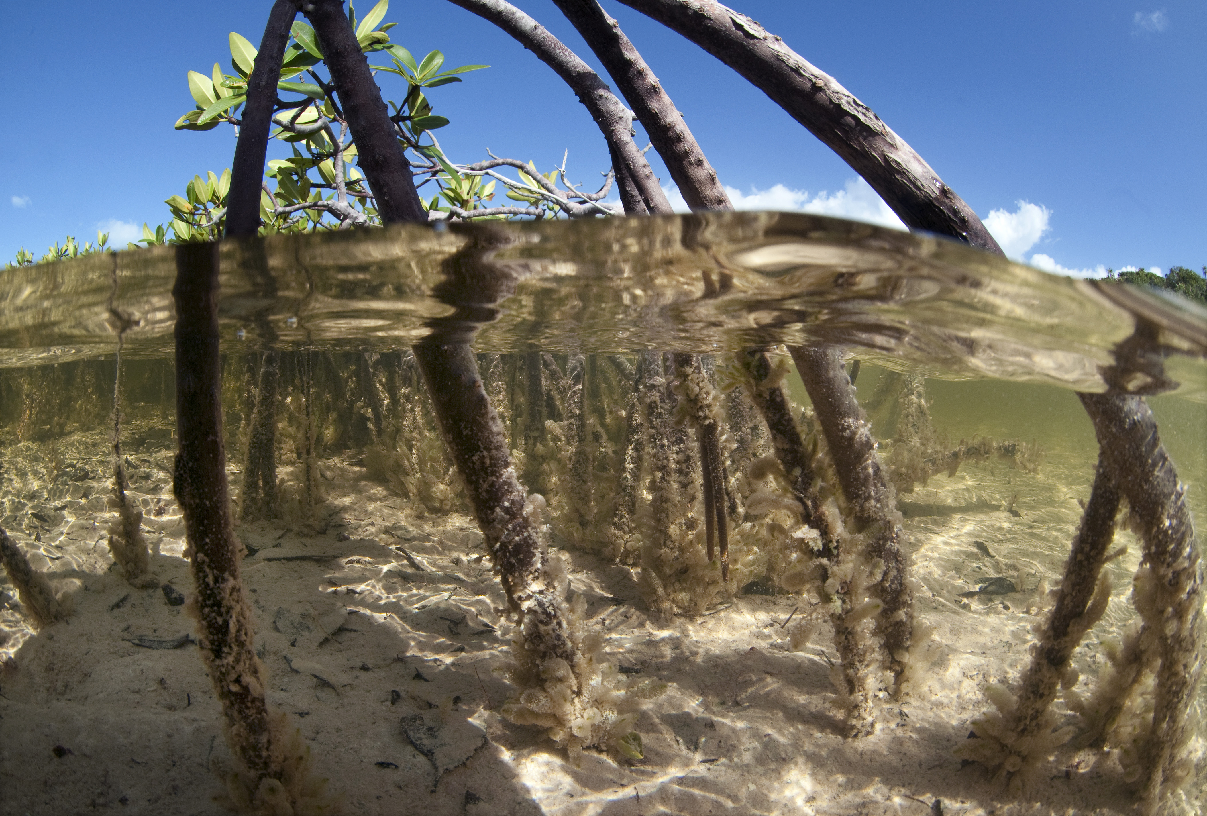 Underwater view of mangrove roots. 