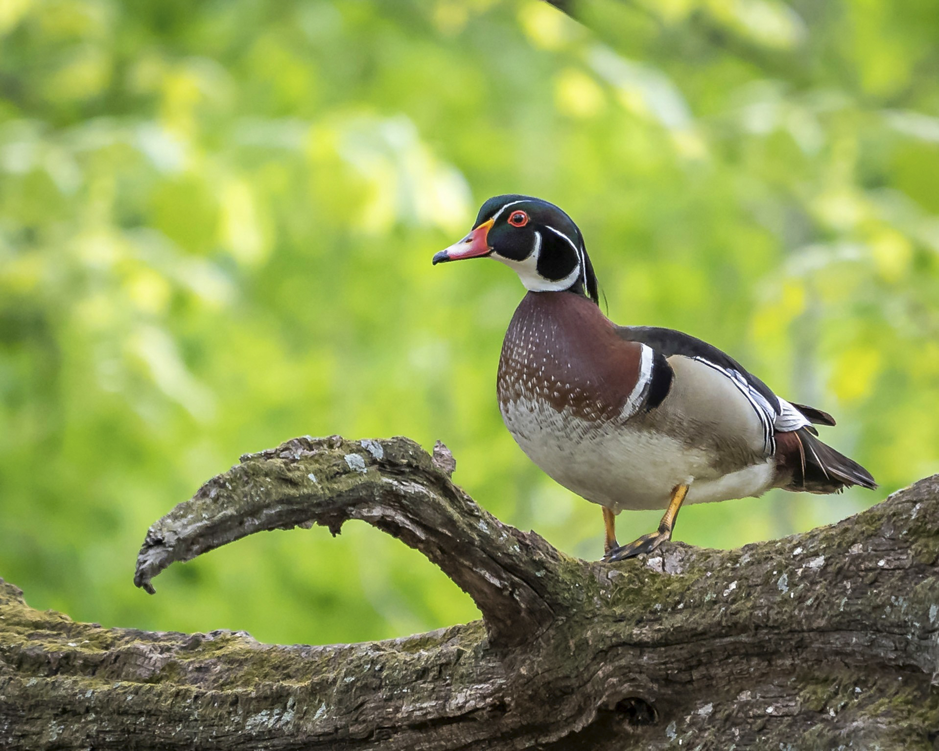 A male wood duck standing on a large branch. 