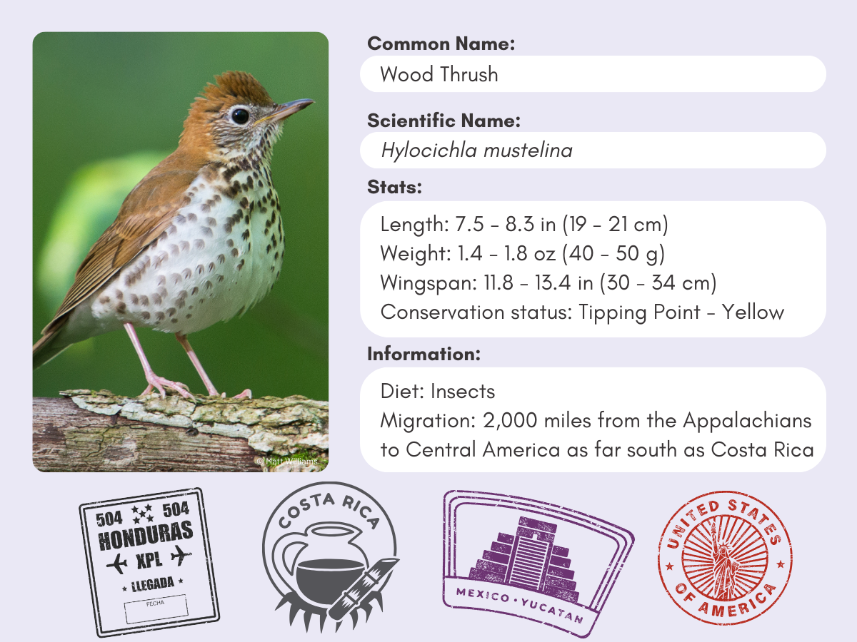 Info card for the Wood Thrush.