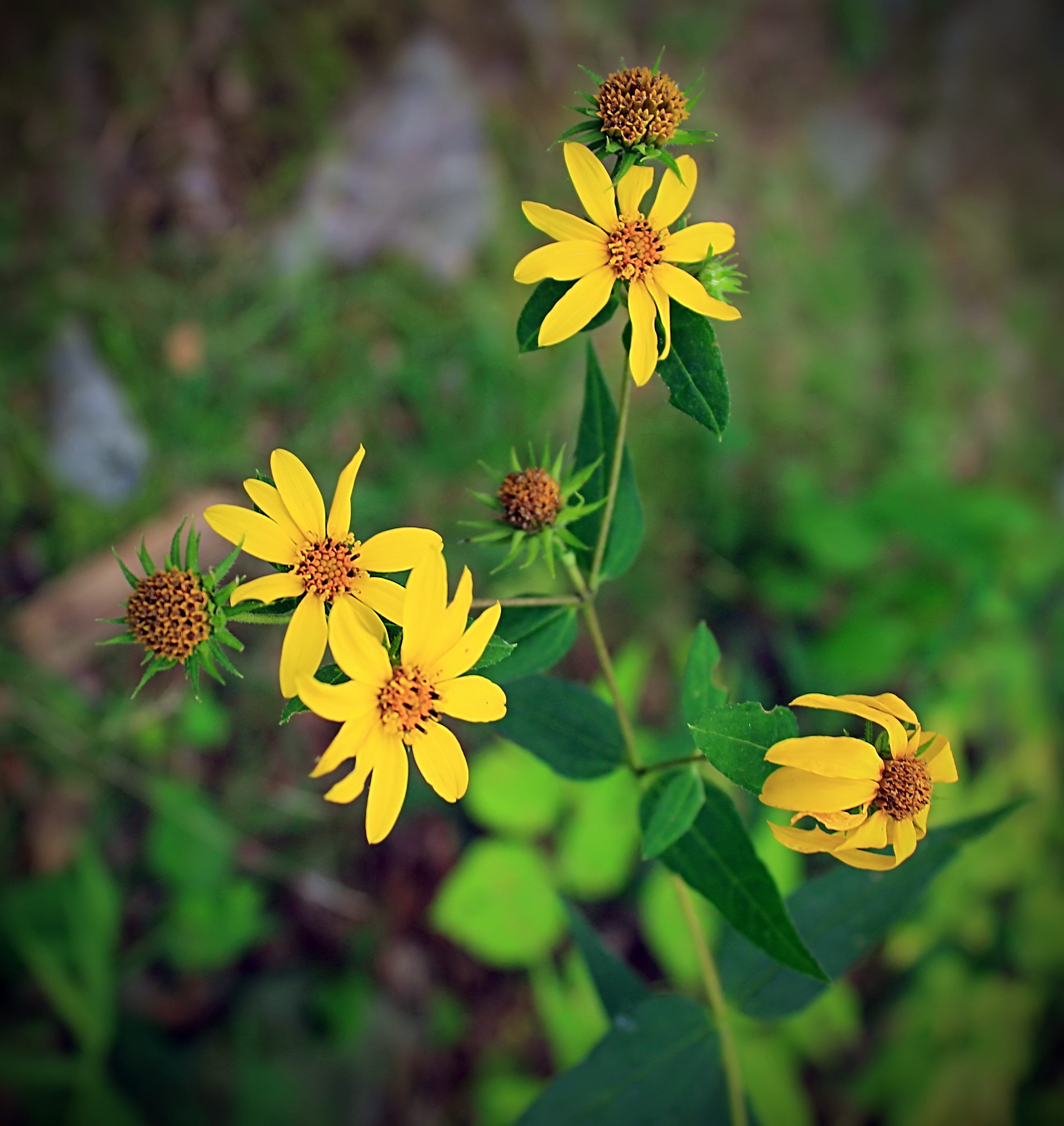 Four yellow blossoms of slender petals radiating around a tight orange center. 
