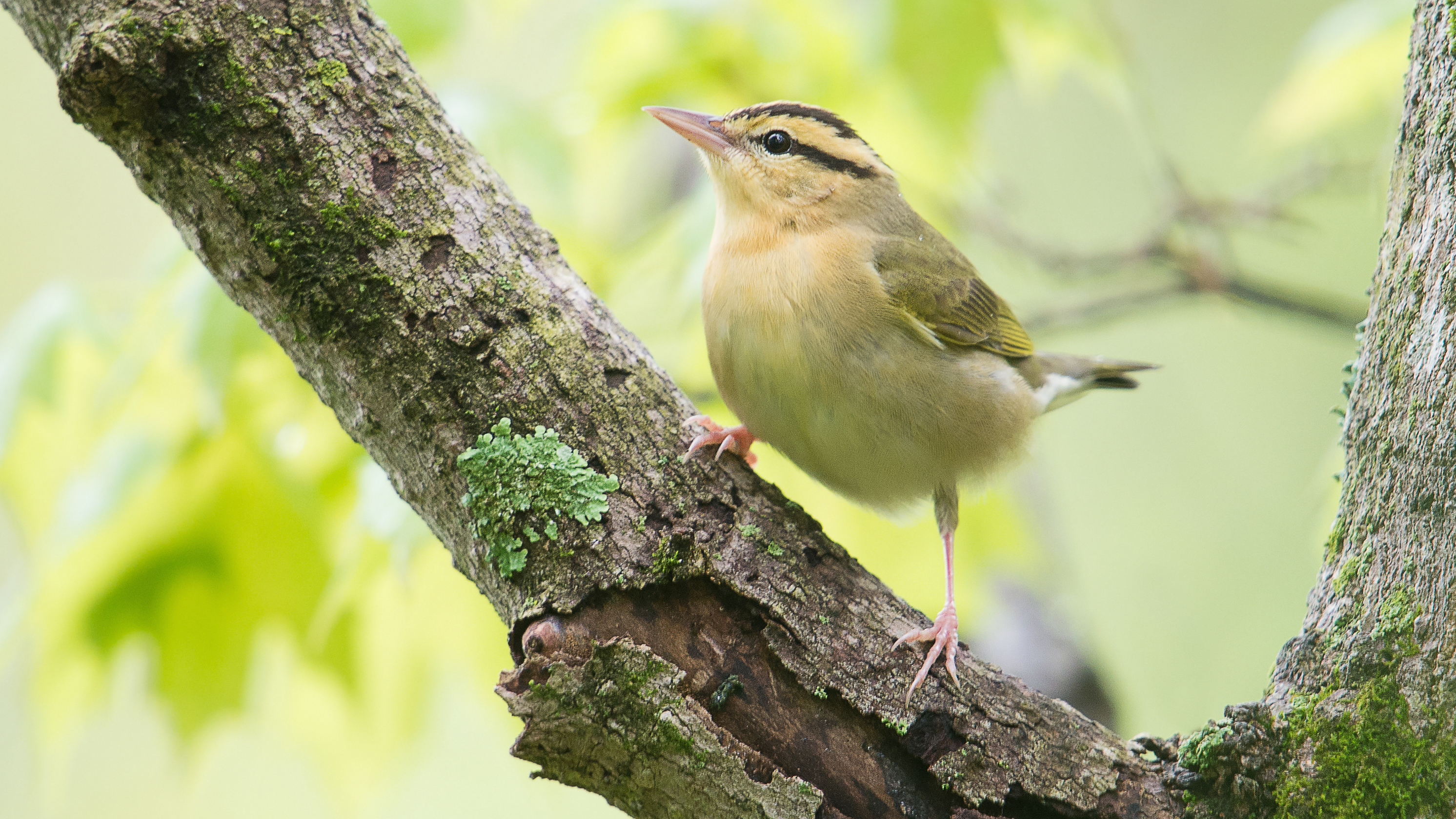 Yellow bird sitting in a tree.