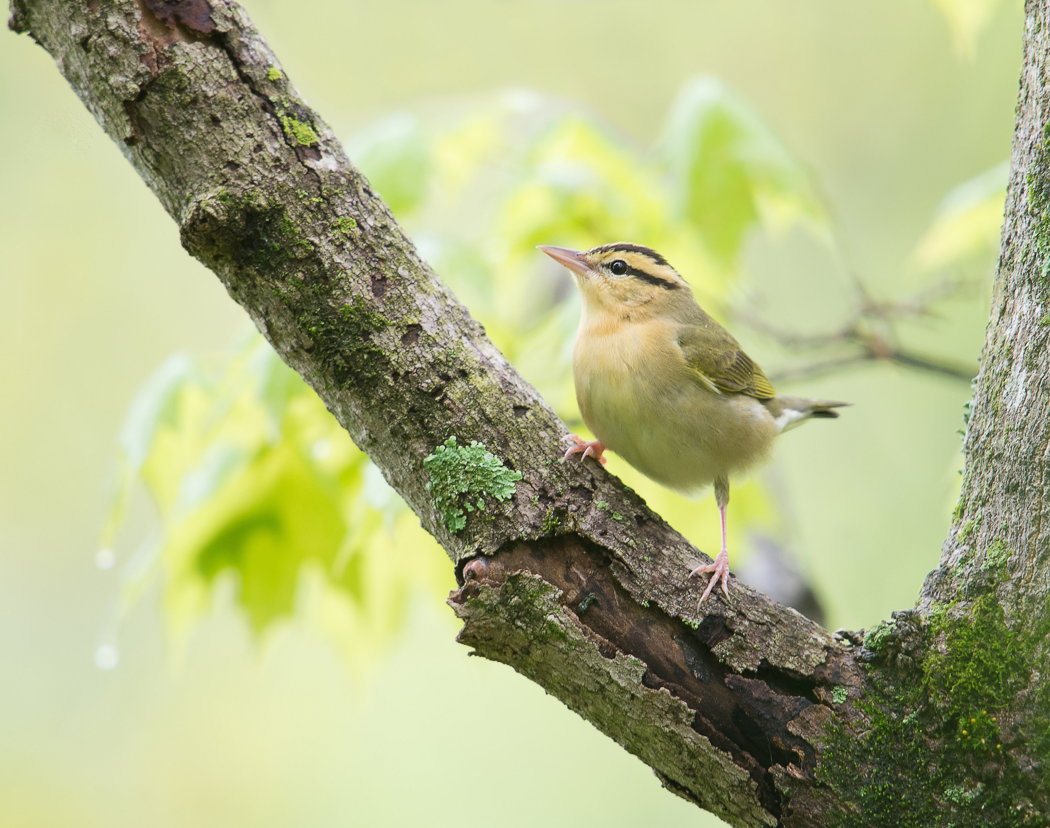 Yellow bird with black markings perched on tree limb.