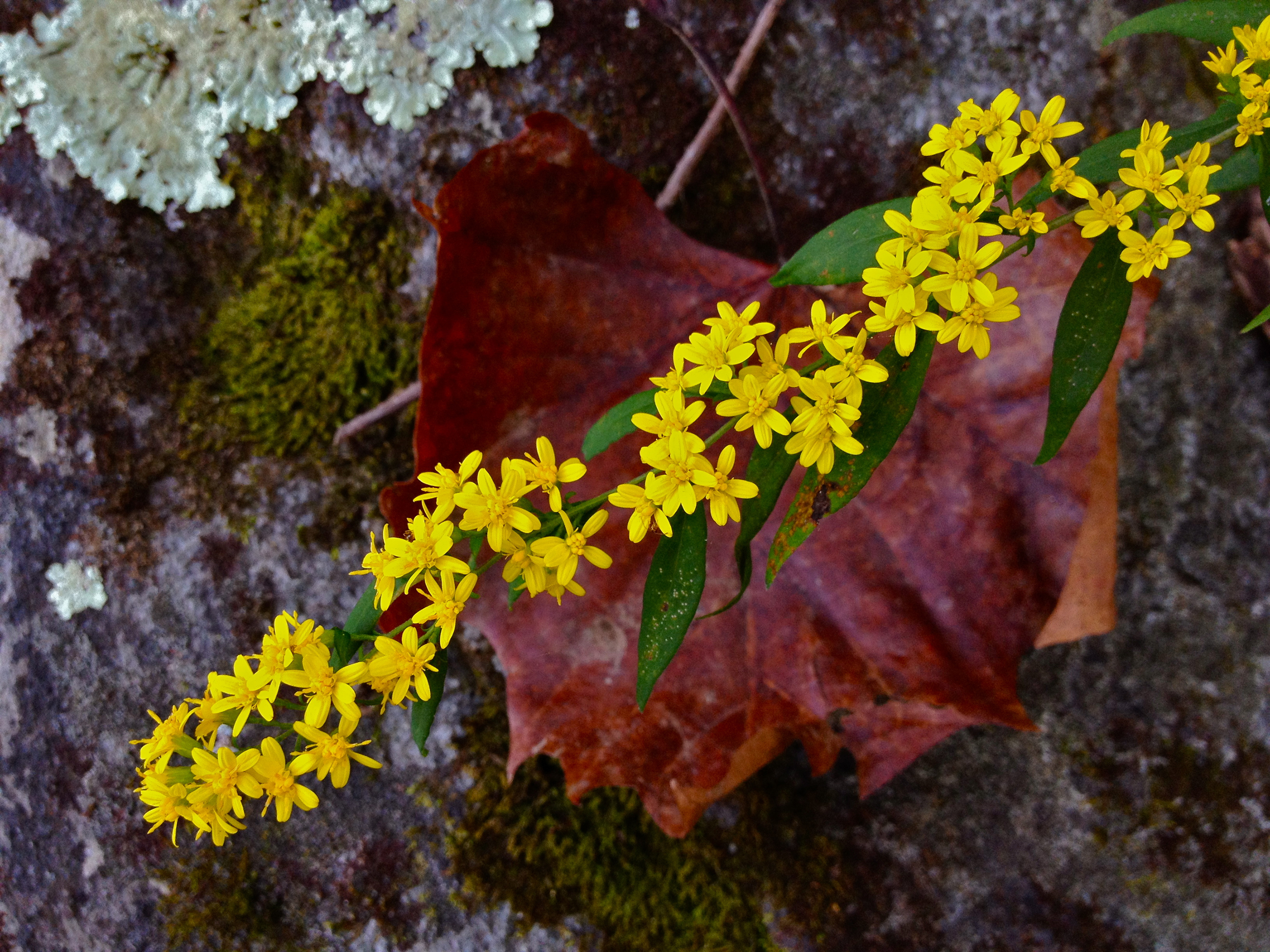 A thin branch is studded with small yellow flowers. The branch extends over a rocky patch of lichen-covered ground.