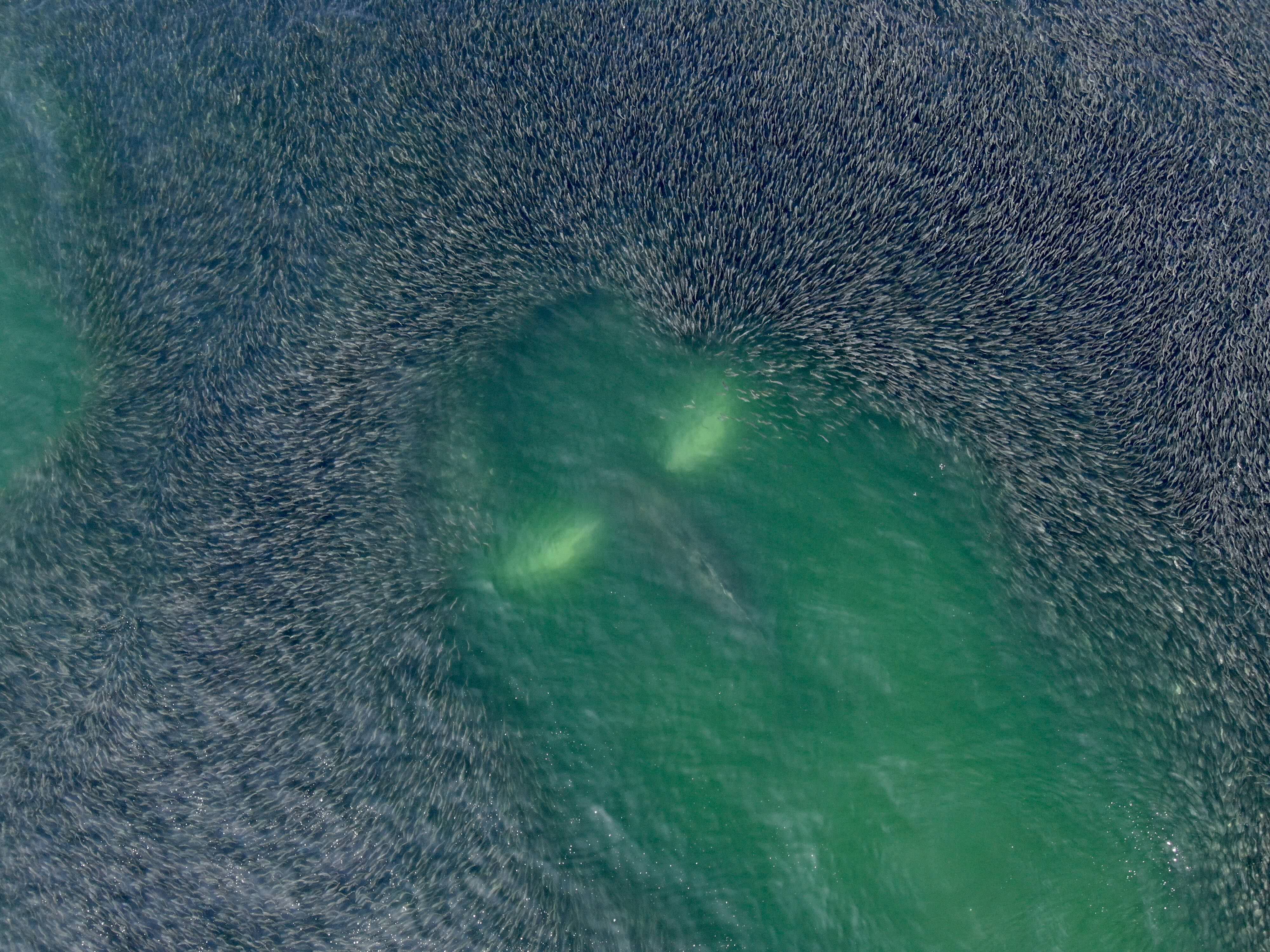 Whale feeding off of a school of bunker
